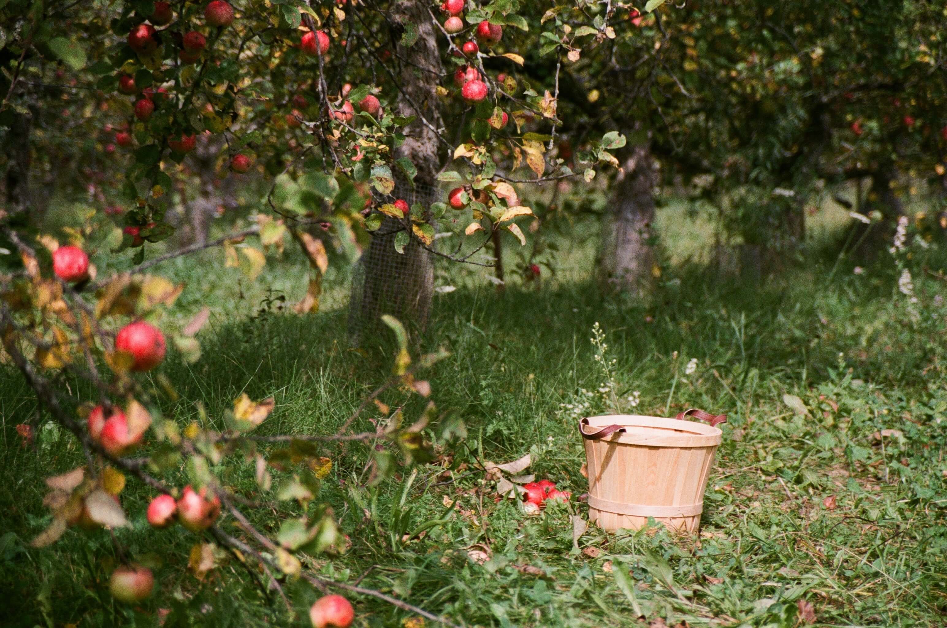 Apple Flavored Bottles