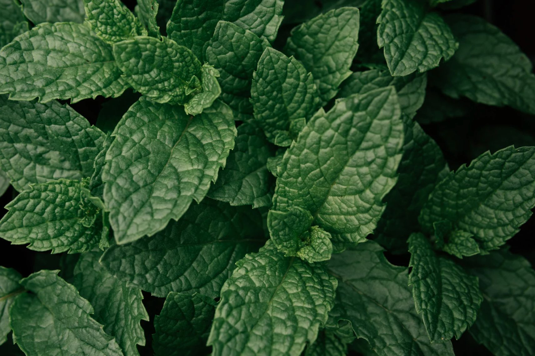 Mint & Peppermint Flavored Items