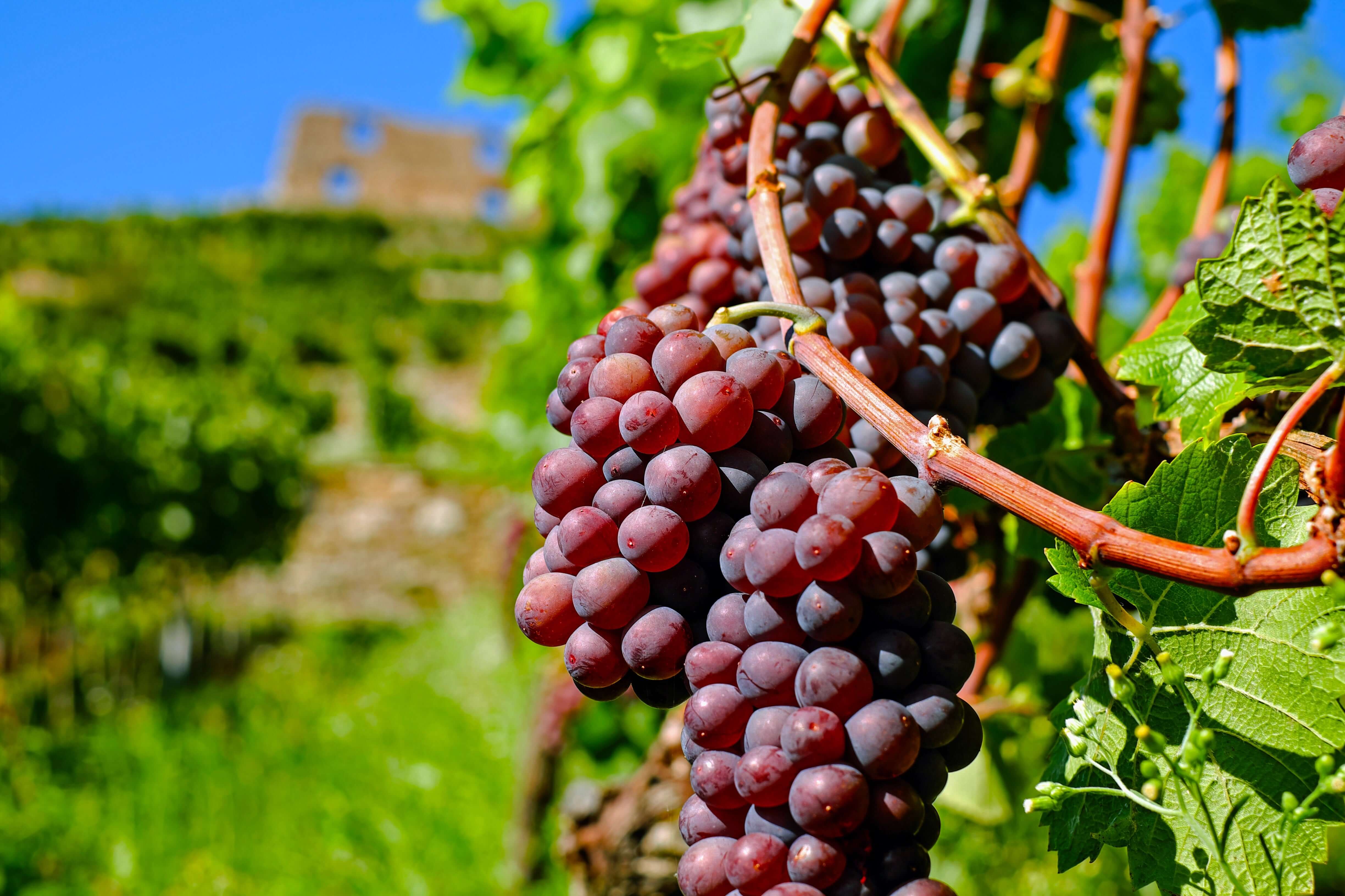 Red Blend