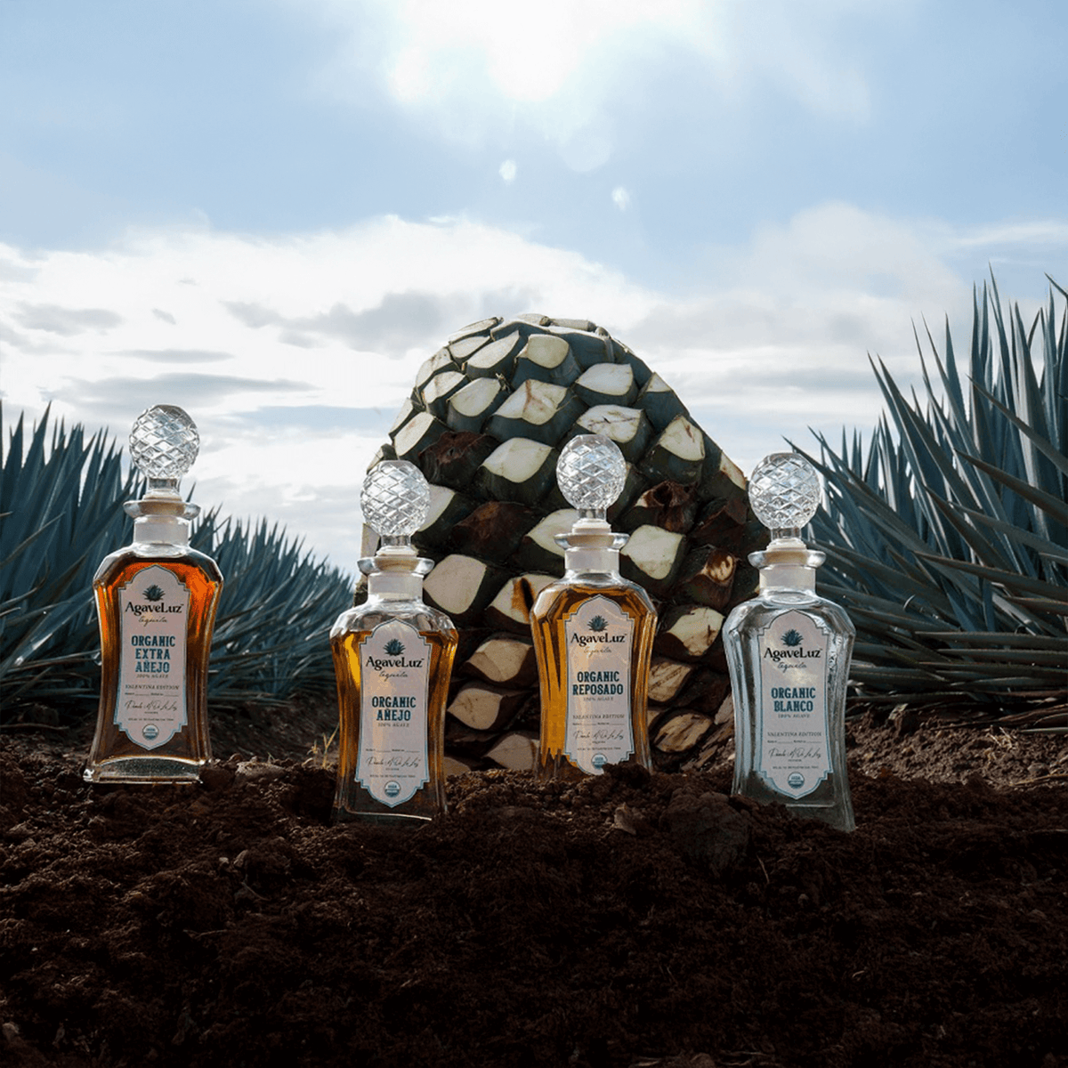 Three bottles of AgaveLuz organic tequila in front of an agave plant, showcasing Añejo, Reposado, and Blanco varieties.
