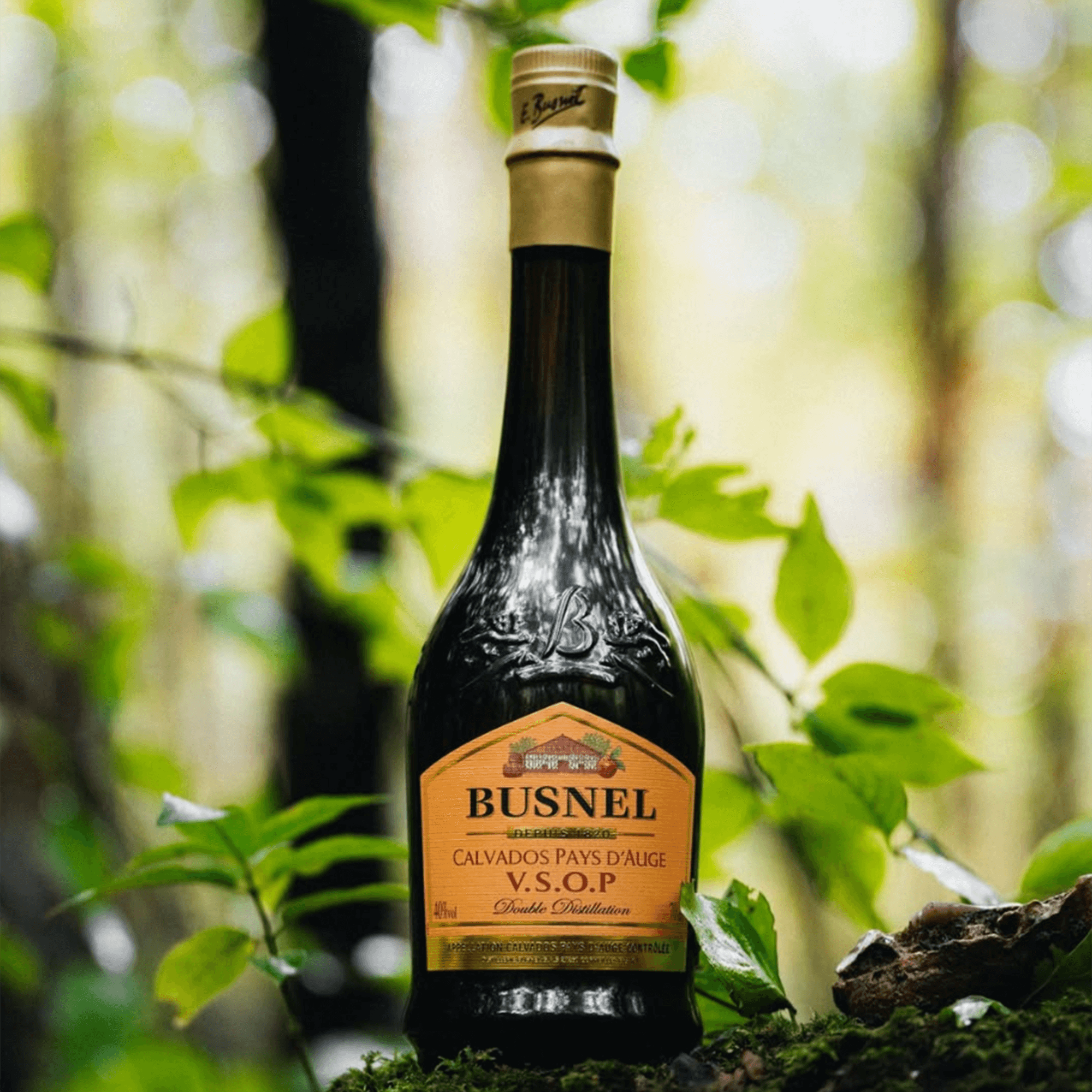 Busnel Calvados Pays d'Auge VSOP bottle surrounded by greenery, showcasing its elegant design and label.