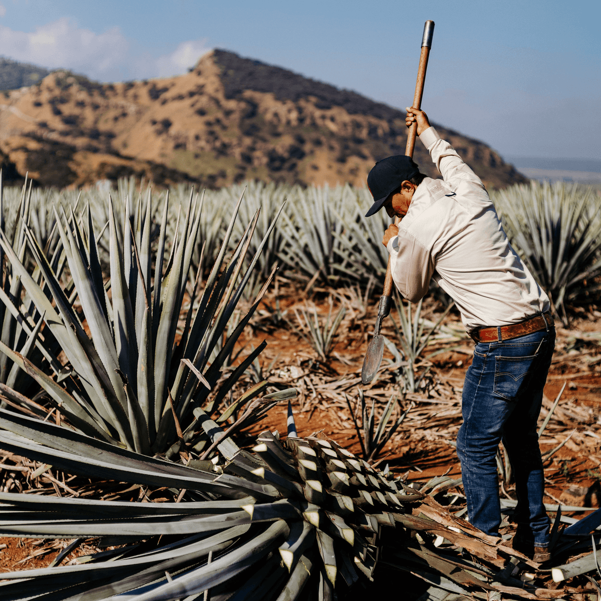 Agave farmer harvesting blue agave plants in a picturesque landscape for Dios Azul Plata Tequila.