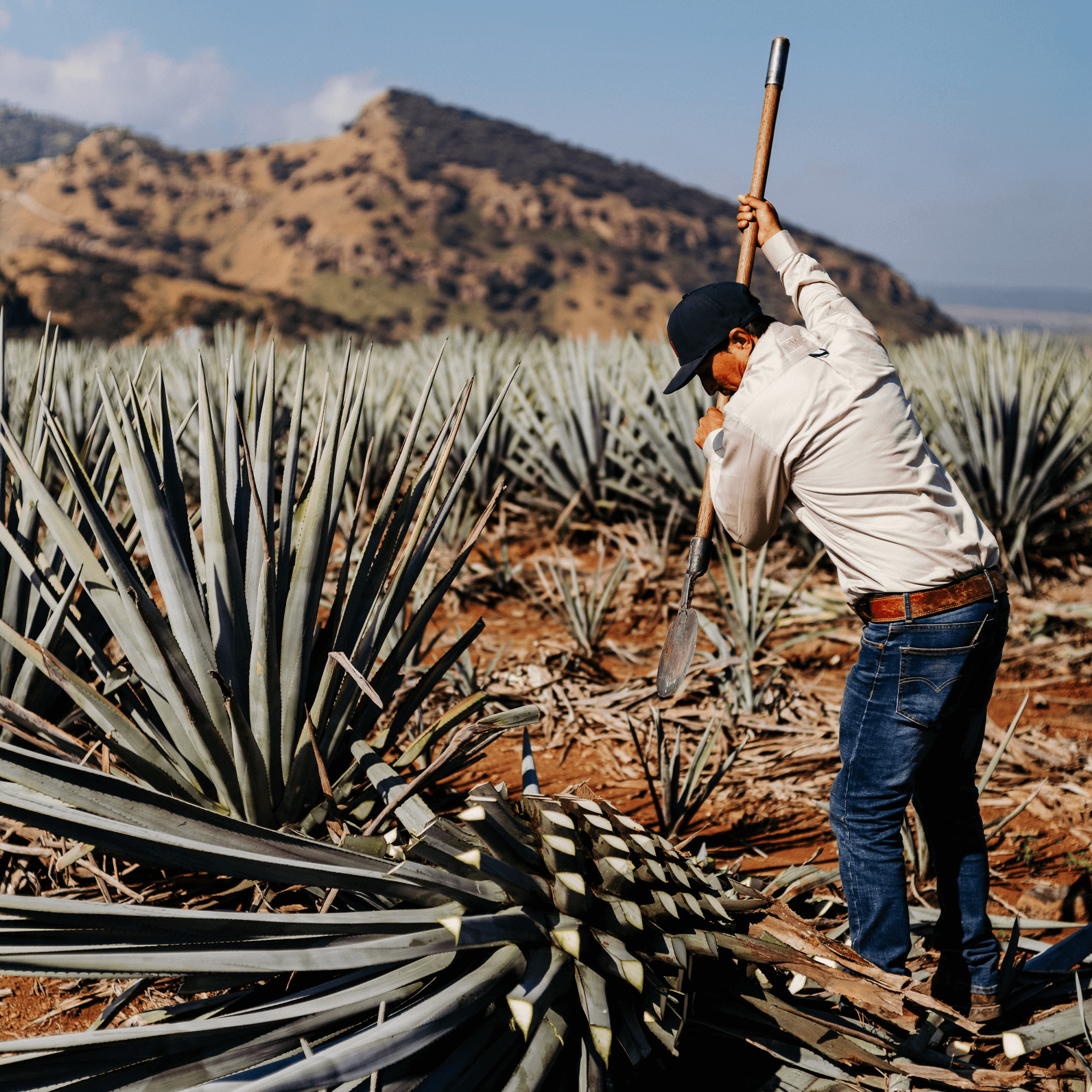 Man harvesting blue agave in a field with mountains in the background, showcasing traditional tequila production.