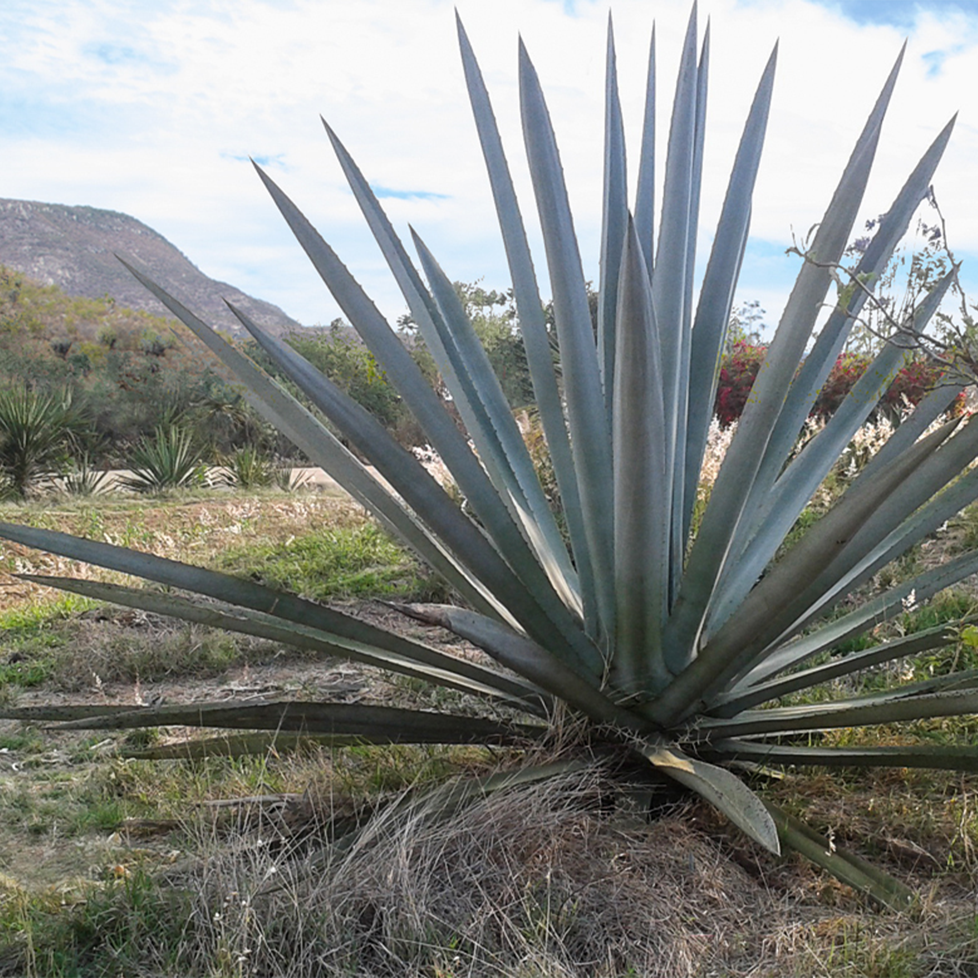 El Buho Especial Arroqueno Artesanal Mezcal