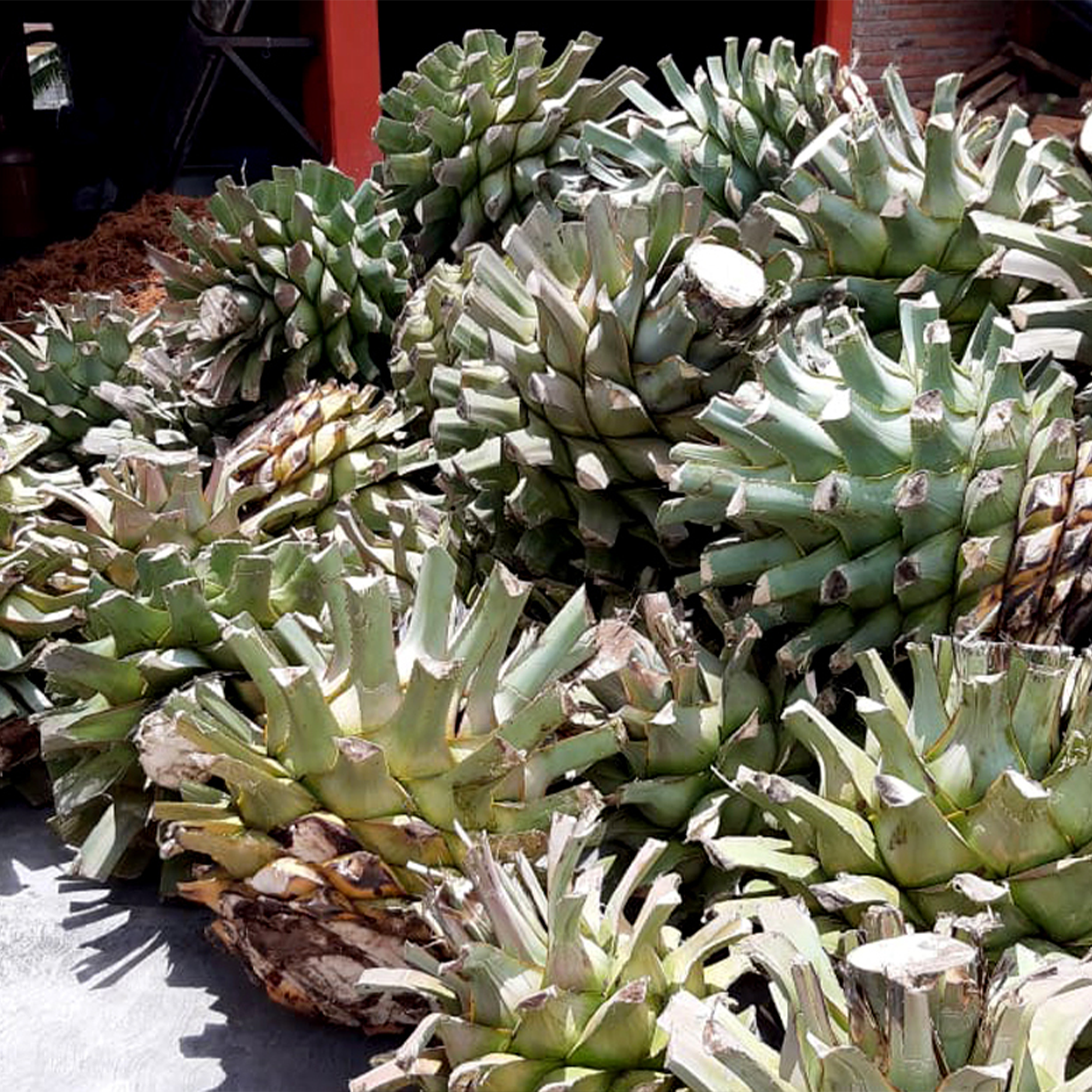 El Buho Especial Puro Capon Espadin Artesanal Mezcal