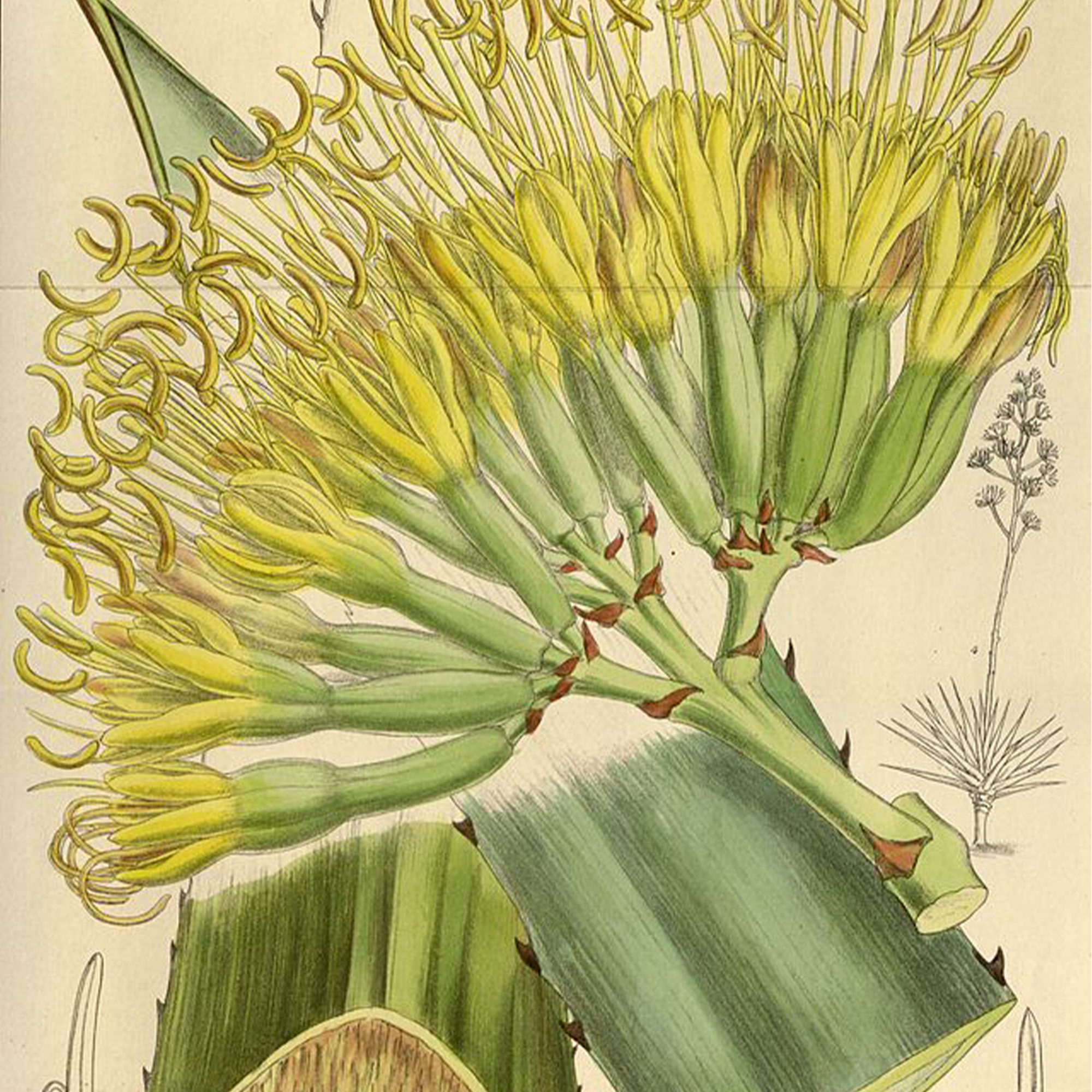 Erstwhile Henequen Limited Edition Mezcal