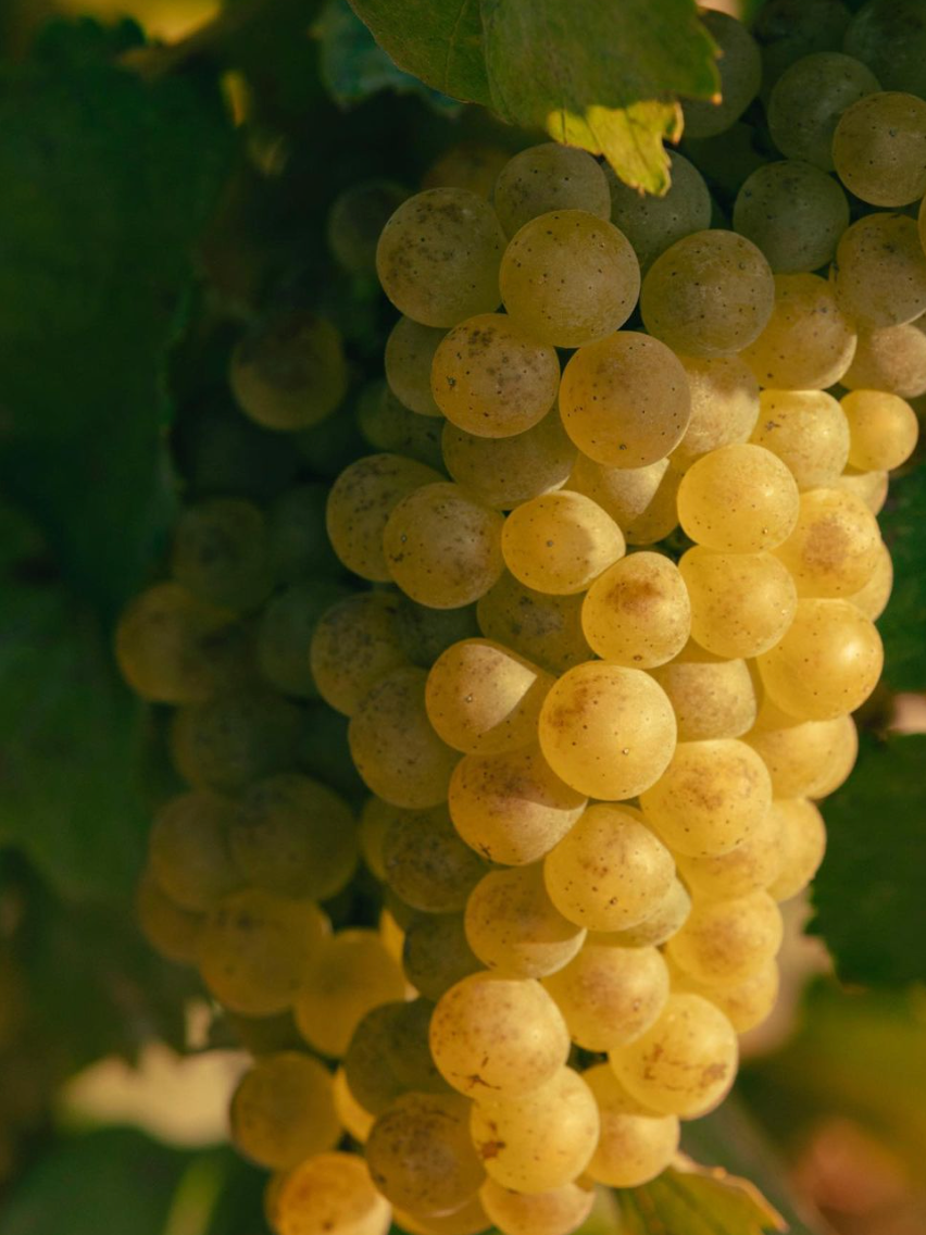 Veuve Clicquot Gold Label Vintage 2012