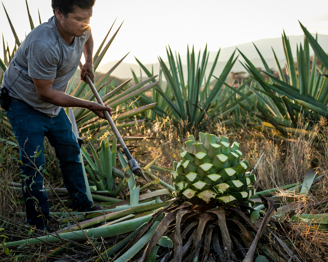 Rey Campero Mexicano Joven Mezcal Artesanal