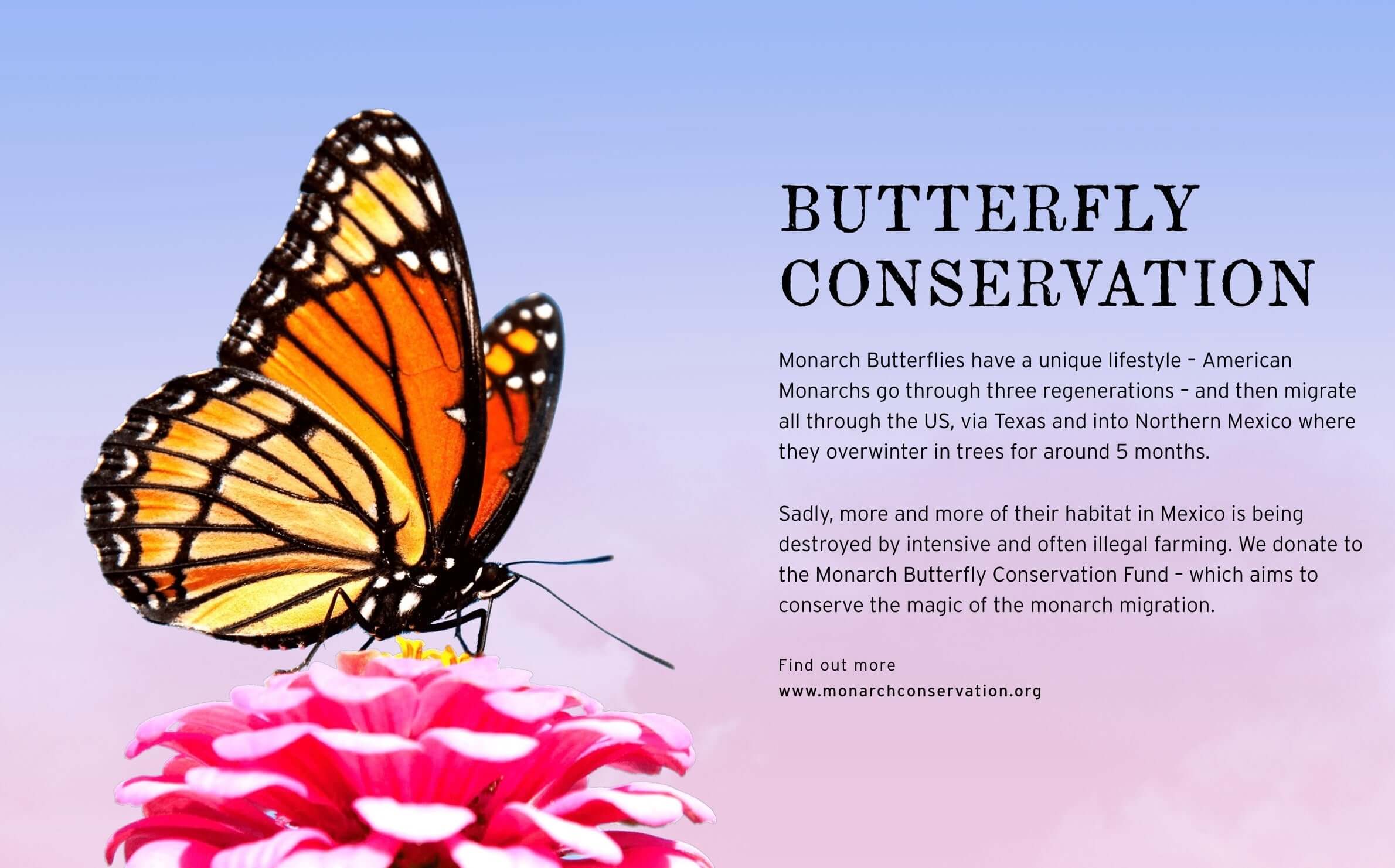 Monarch butterfly on a flower promoting conservation and migration awareness for butterfly habitats.