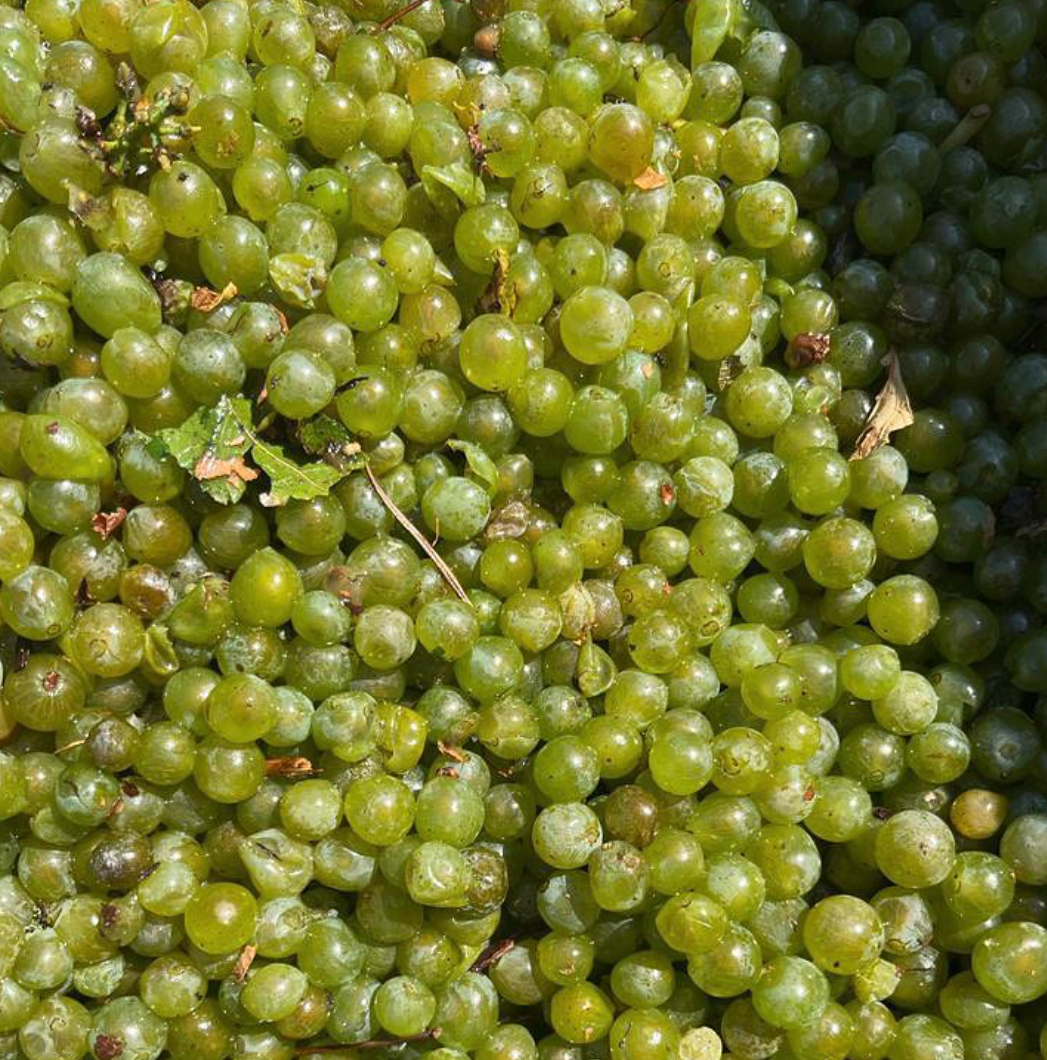 Louis Latour Meursault 2019