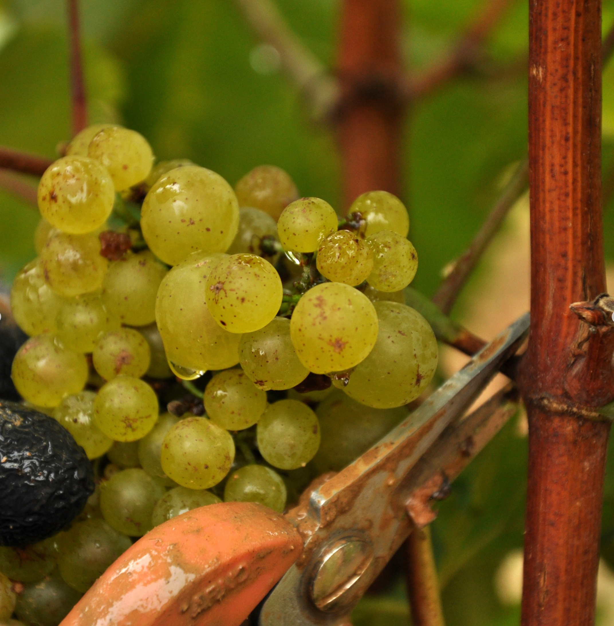 Louis Latour Meursault 2019