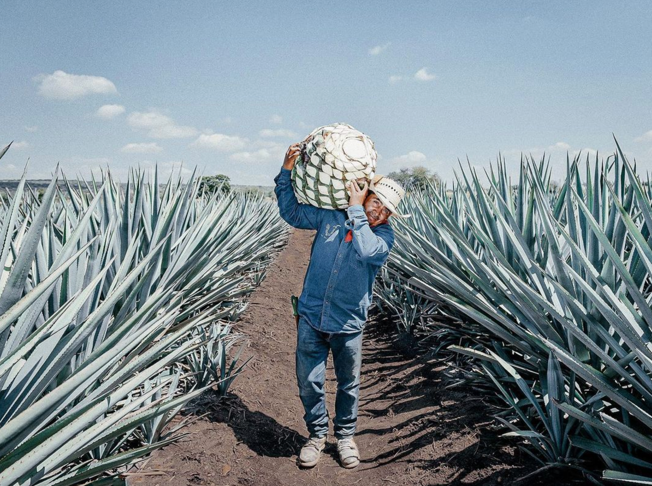 A worker carrying an agave piña in a field of agave plants, showcasing the process of tequila production.