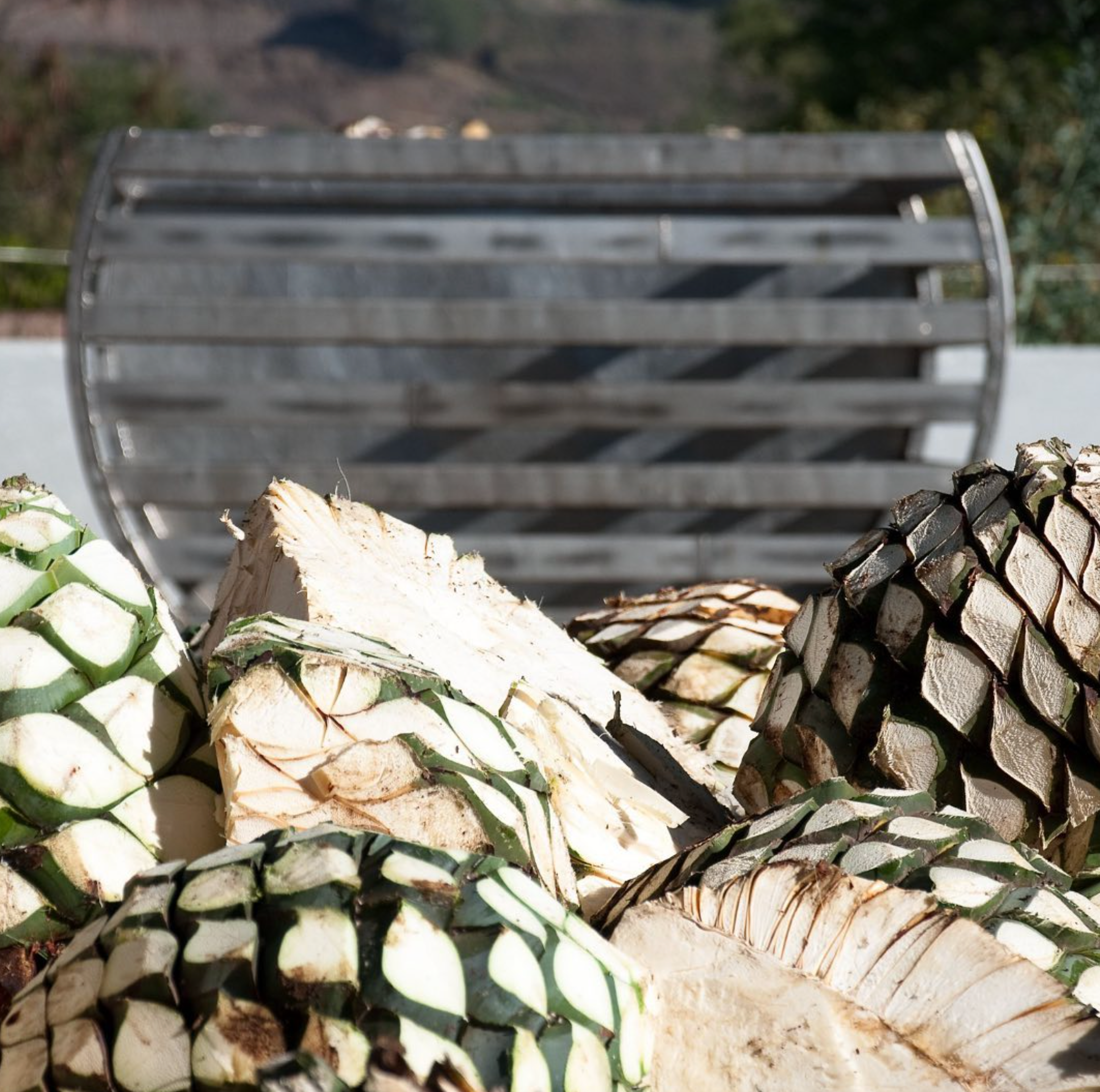 Freshly harvested agave piñas ready for tequila production at a distillery.