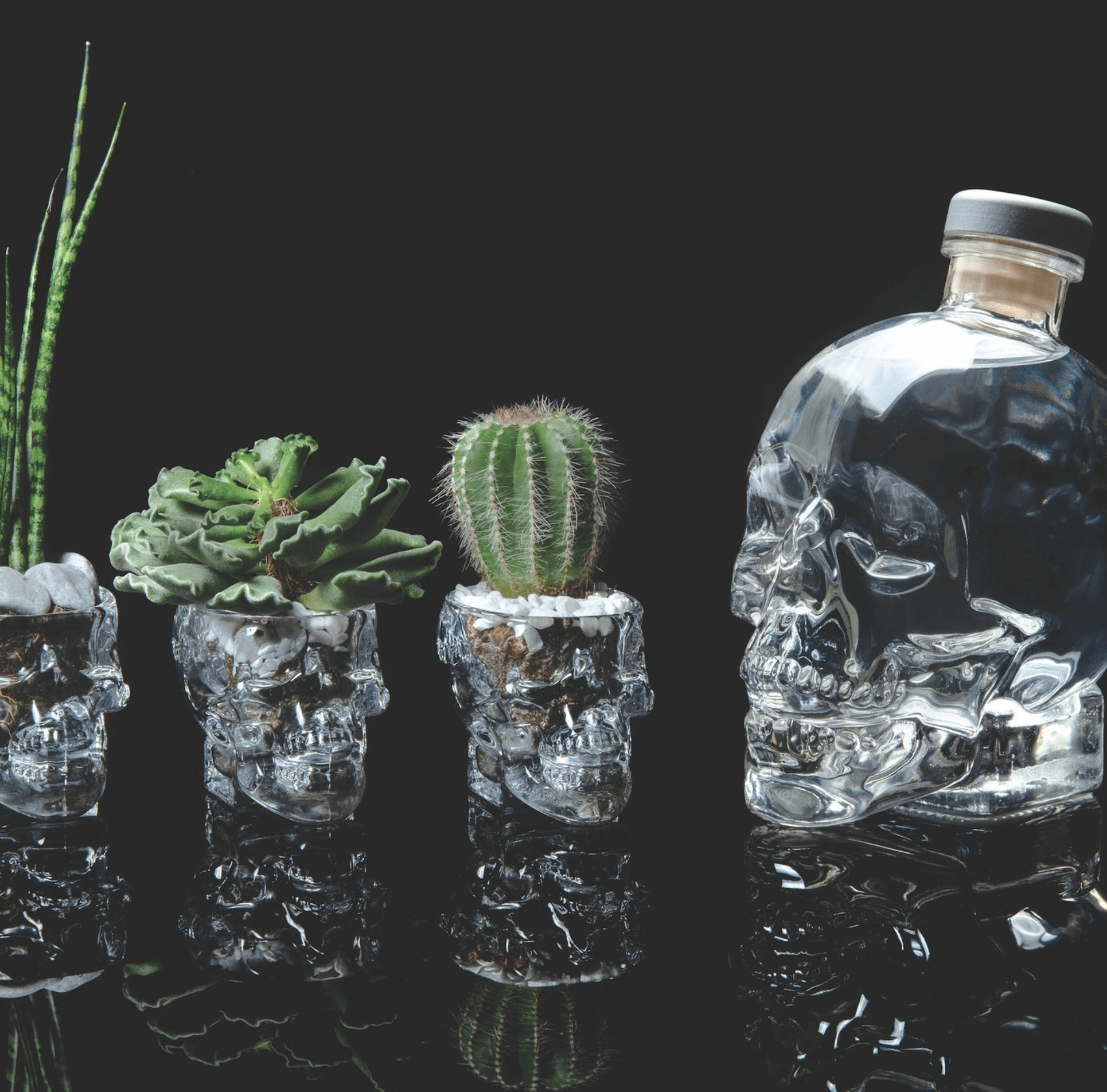 Crystal head skull shot glasses with plants and a skull bottle on a reflective surface.
