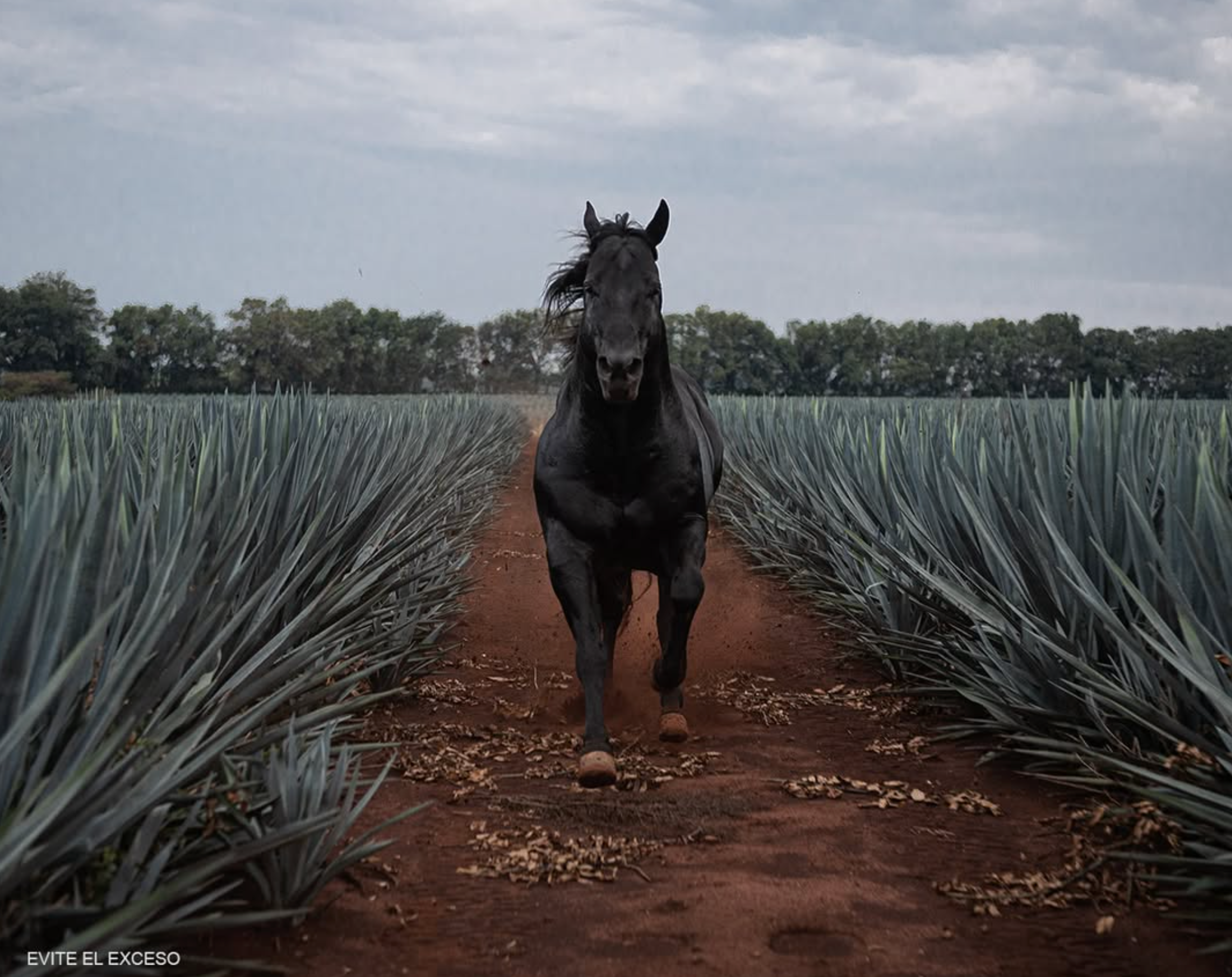 7 Siete Leguas Añejo Tequila