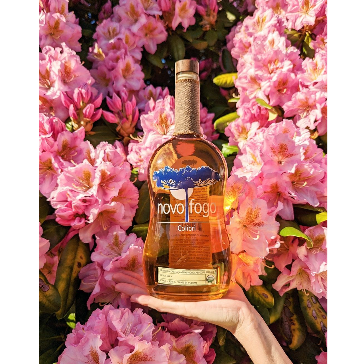Novo Fogo Colibri Cachaça bottle held in hand, surrounded by blooming pink flowers, showcasing organic quality.
