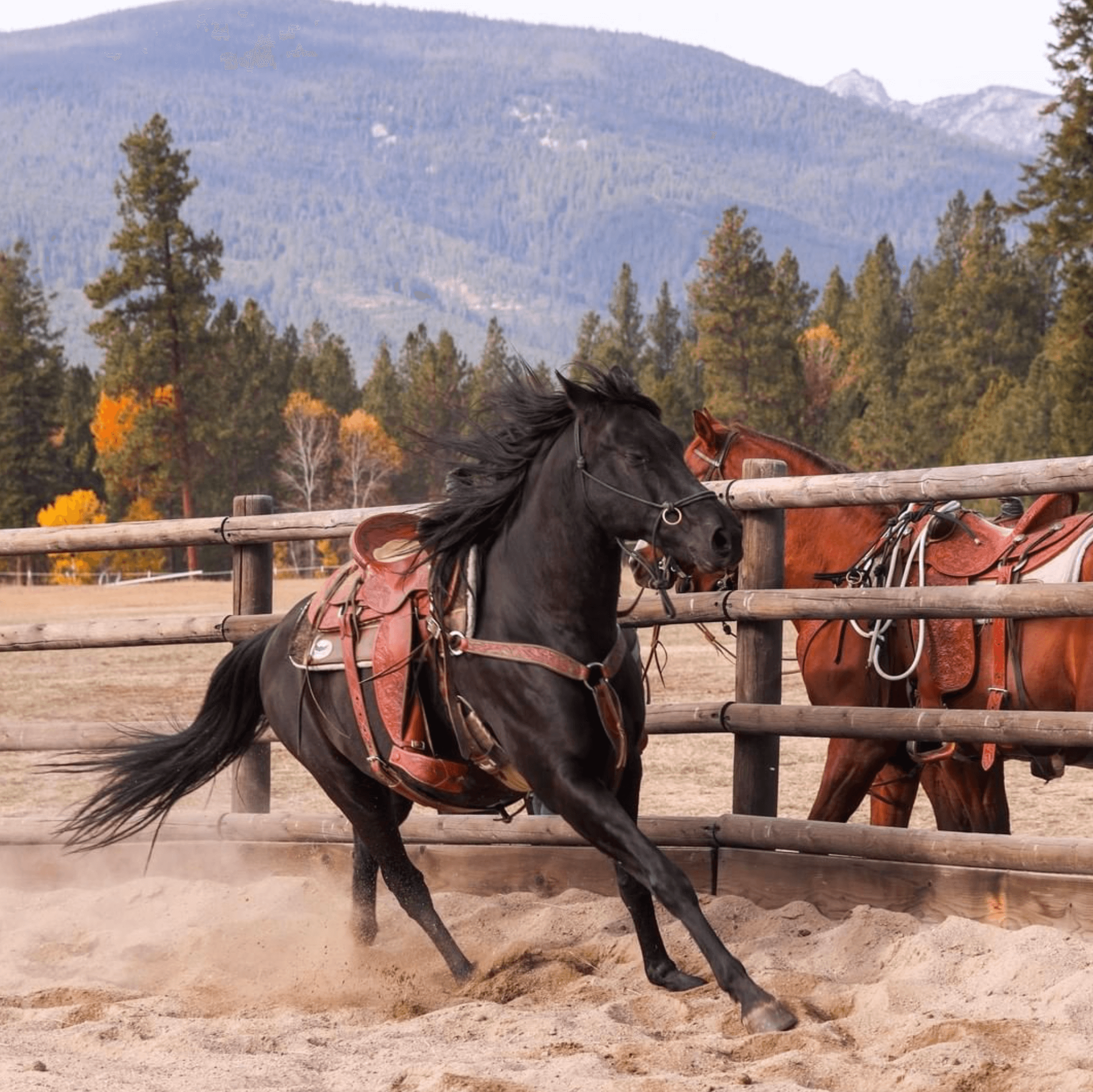 Black horse running in a corral with saddle and mountains in the background, showcasing equestrian beauty.