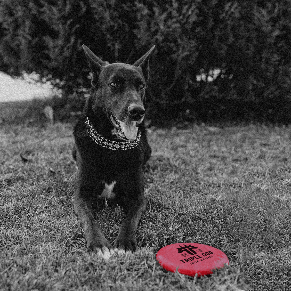 A black dog sitting on grass next to a red frisbee with the text 'Triple Dog', showcasing a playful outdoor scene.
