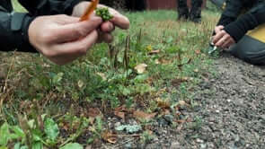 Person examining plants in grass, highlighting foraging skills in nature.