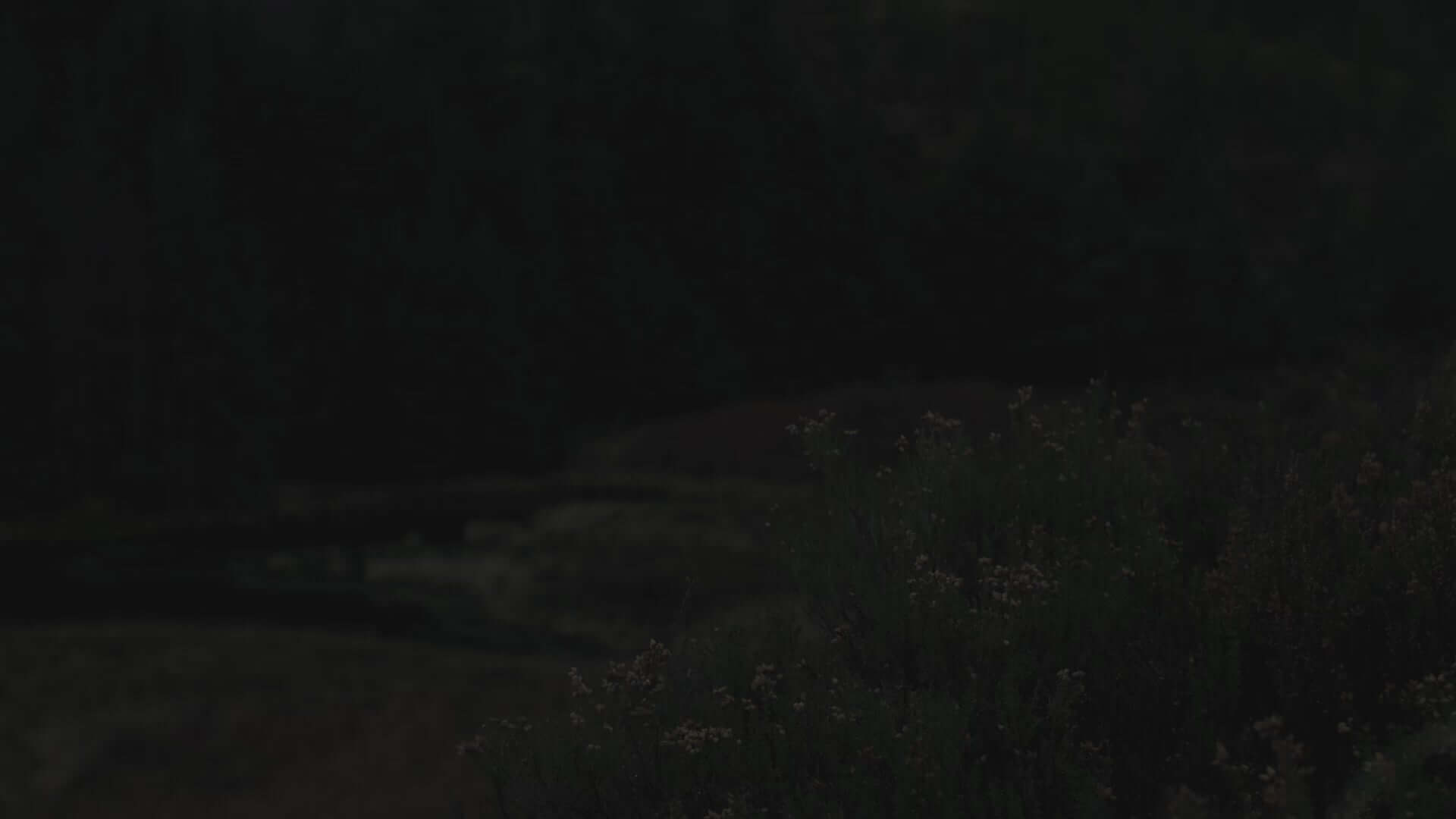 Dark landscape with distant foliage, creating a moody and atmospheric setting.