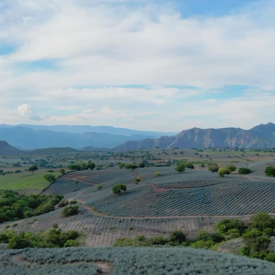 Aerial view of expansive agave fields under a blue sky, showcasing the natural landscape of tequila production.