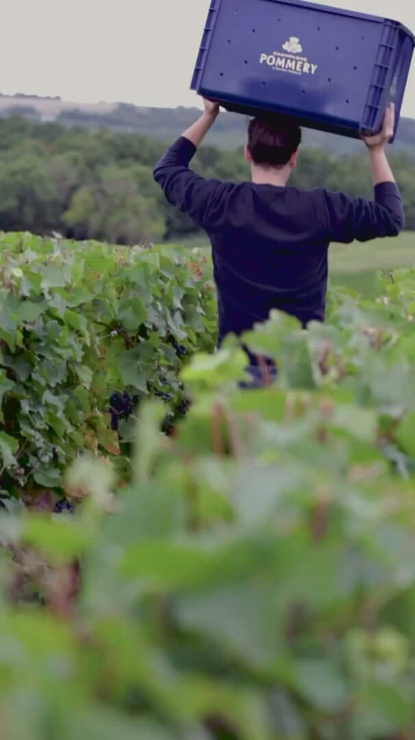 Person carrying a Pommery wine crate through lush green vineyard, symbolizing champagne production.