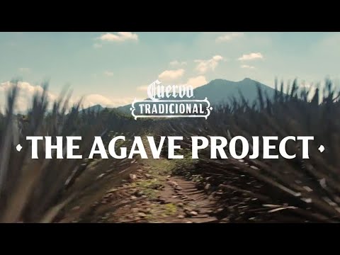 Scenic view of the agave fields for the Jose Cuervo Tradicional Agave Project.