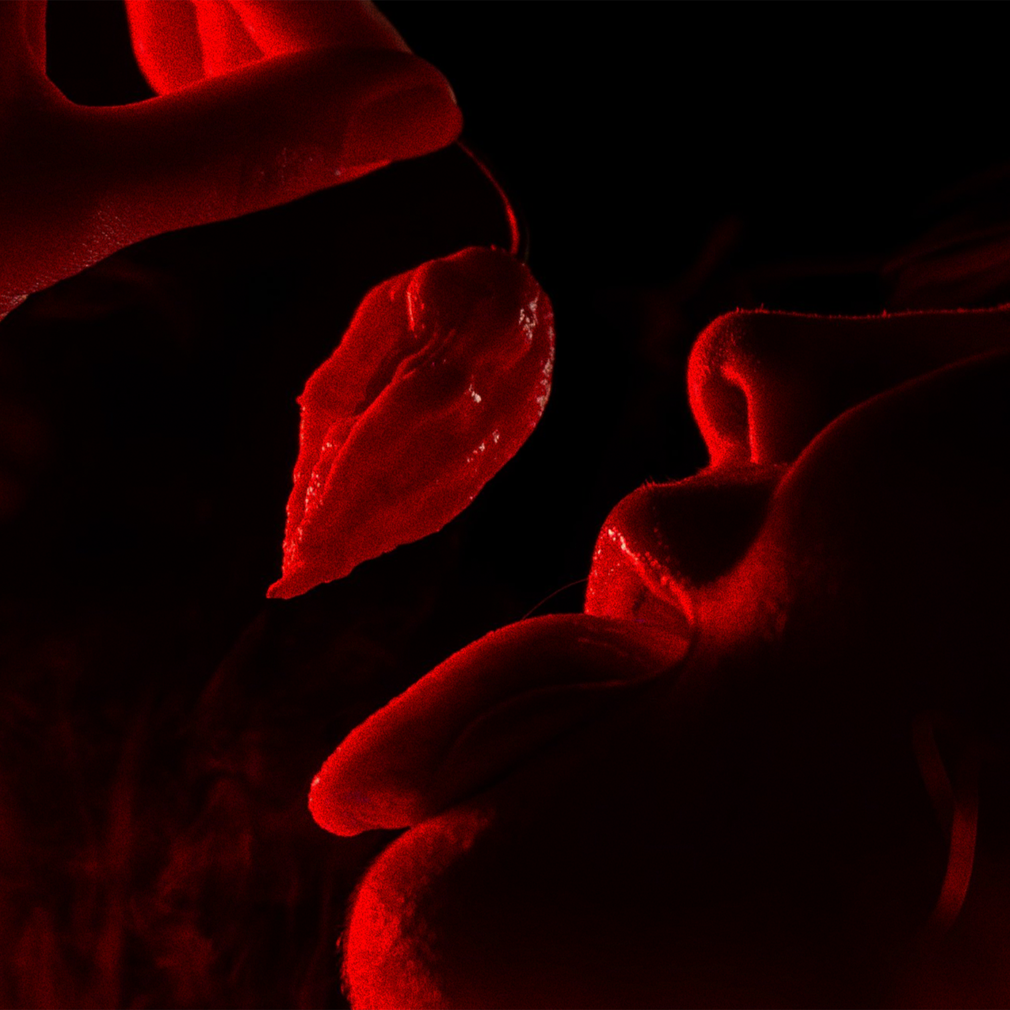 Close-up of a woman teasingly holding a ghost pepper in front of her lips, artistically lit with red tones.