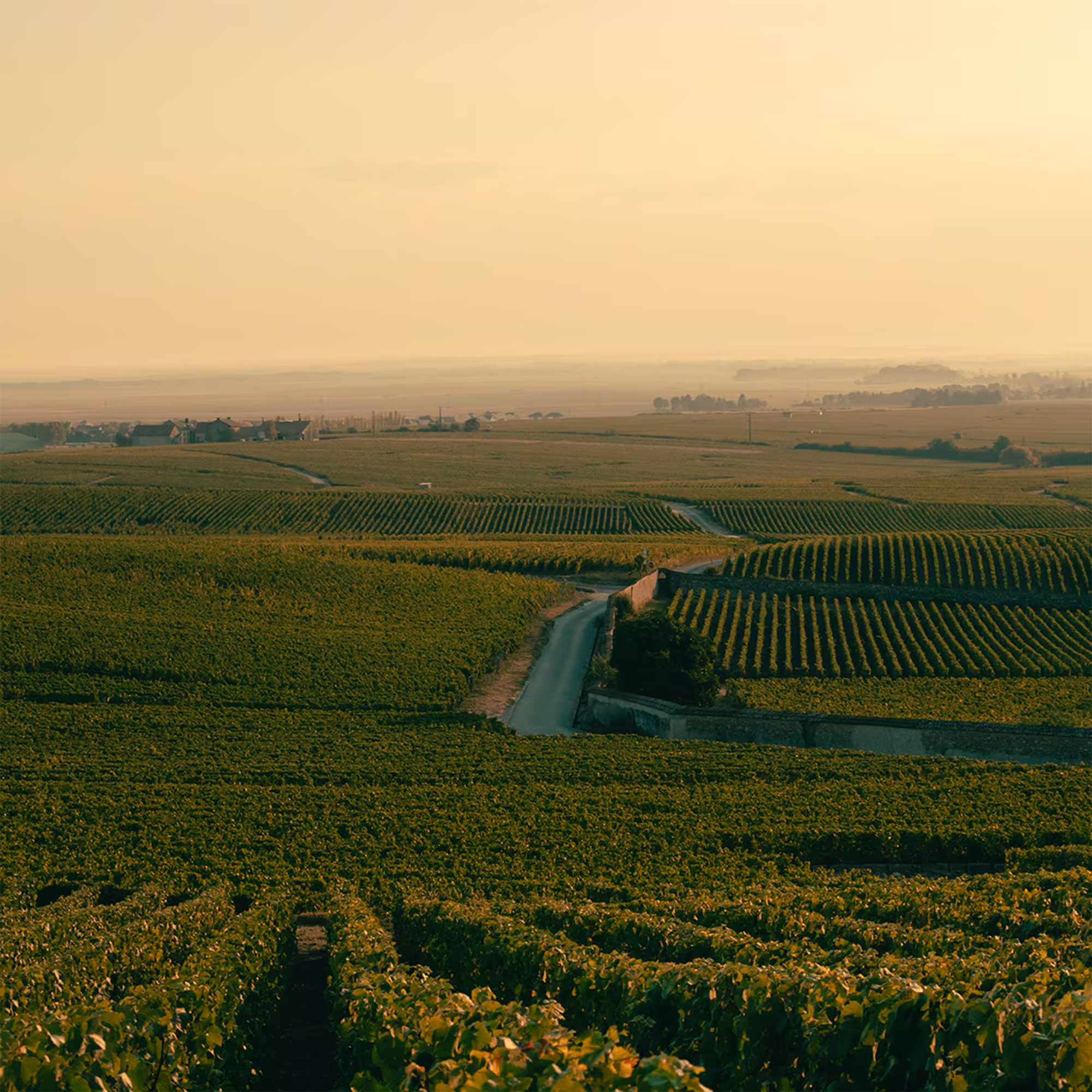 Scenic view of vineyards at sunset, featuring rows of grape vines and a winding road.