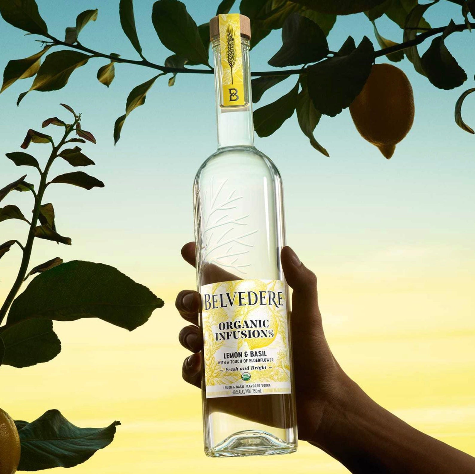 Belvedere Organic Infusions Lemon & Basil Vodka bottle held against a backdrop of lemon and basil leaves.