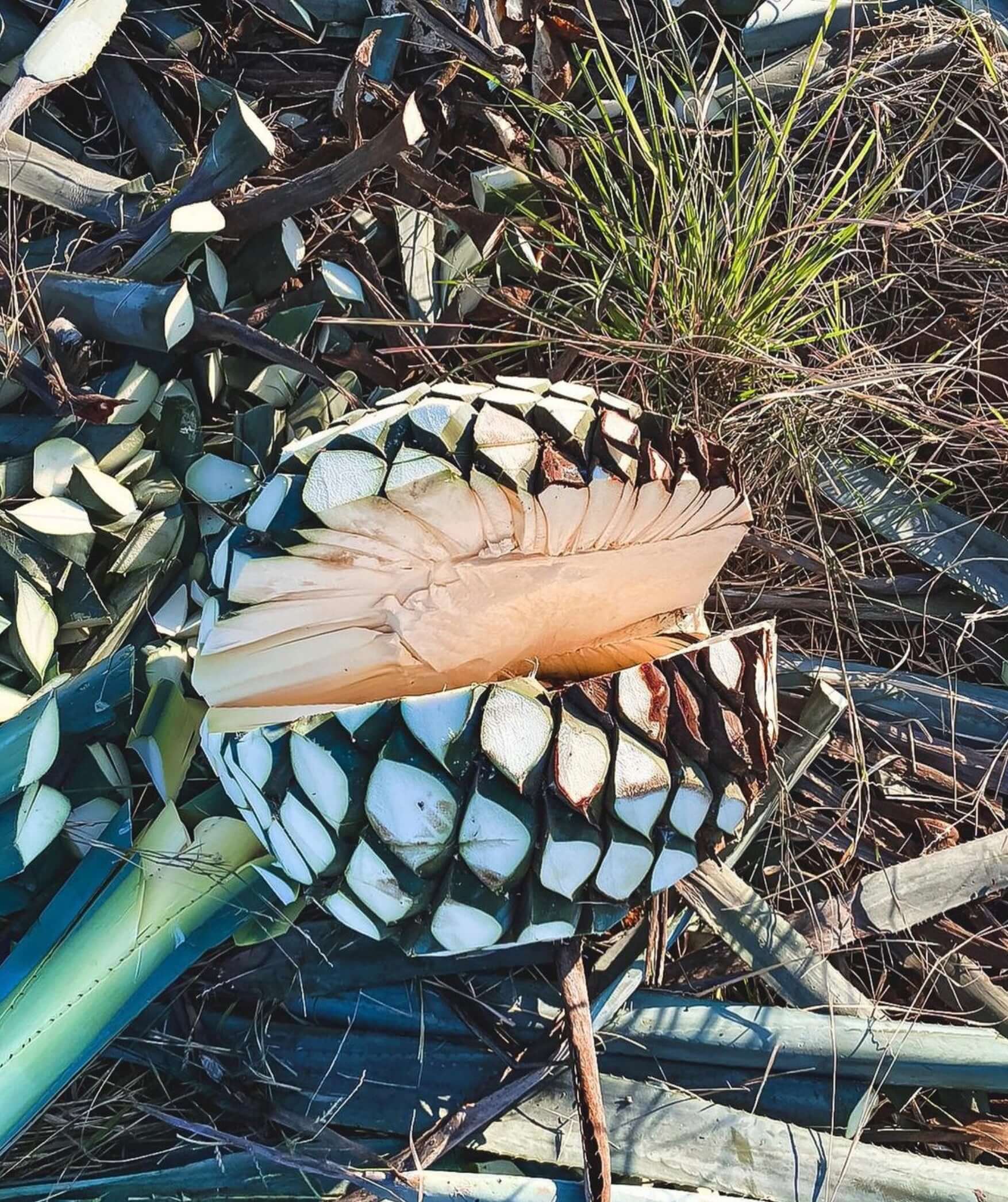 Freshly cut pineapple showing inner flesh and spiky skin, surrounded by agave plants.