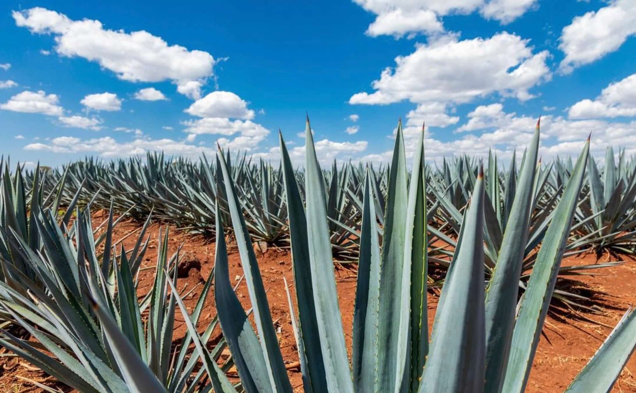 Agave field under a bright blue sky with fluffy clouds, showcasing the landscape used for tequila production.