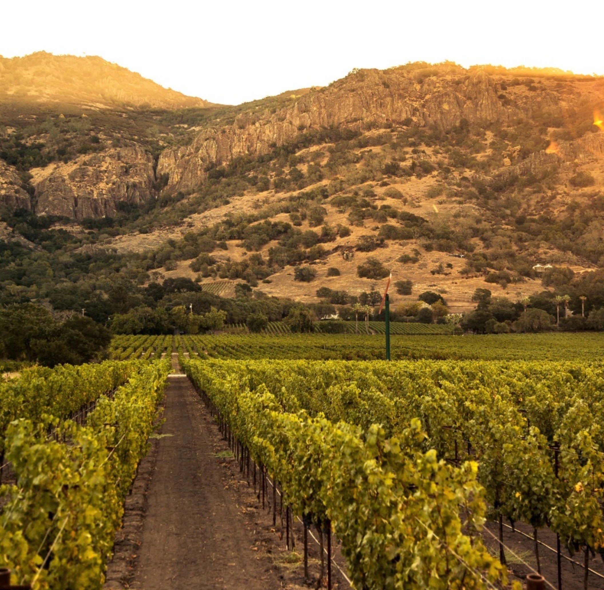 Stag's Leap Wine Cellars Artemis Cabernet Sauvignon