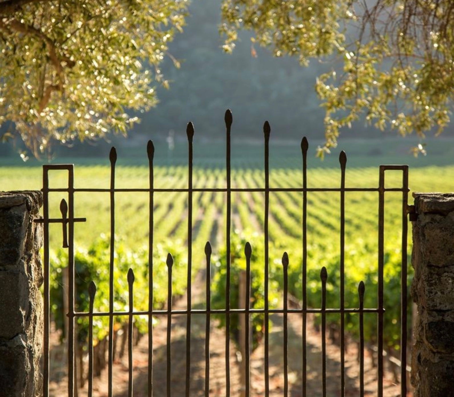 Stag's Leap Wine Cellars Artemis Cabernet Sauvignon