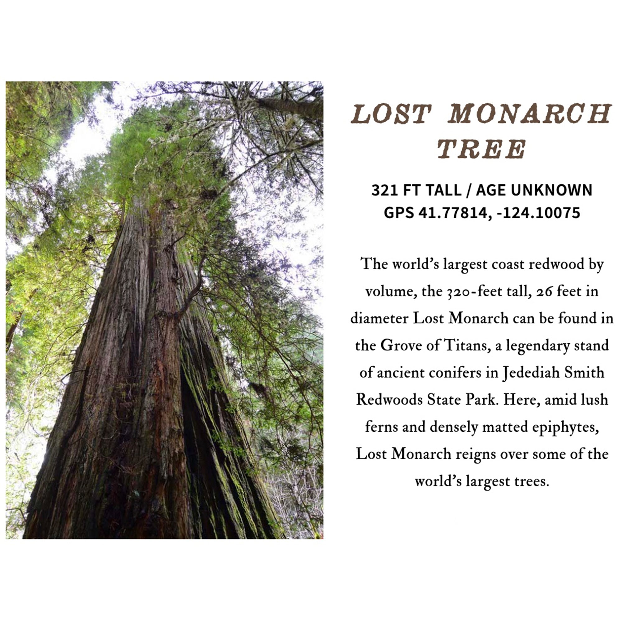 Lost Monarch Tree, the largest coast redwood, towering 321 ft tall in Jedediah Smith Redwoods State Park.