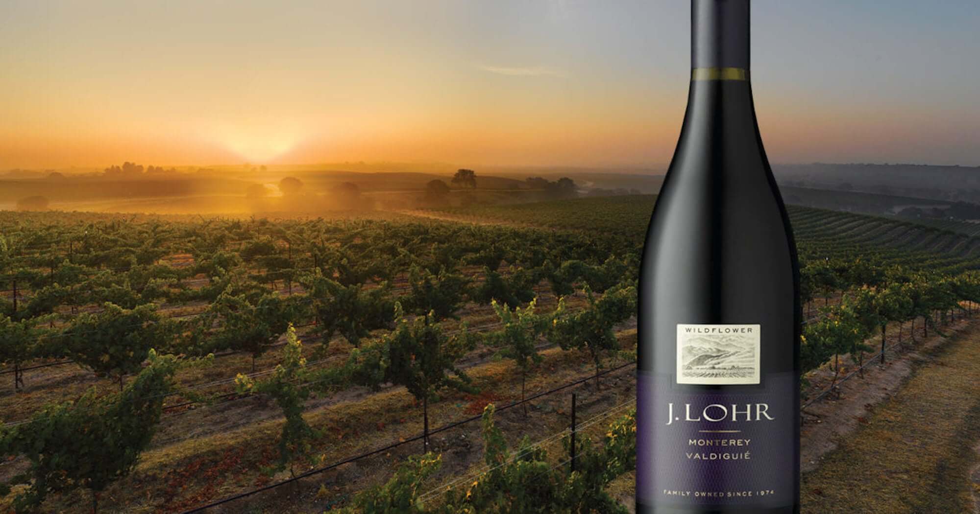 J. Lohr Wildflower Valdiguié wine bottle in sunny Arroyo Seco vineyard at sunset.