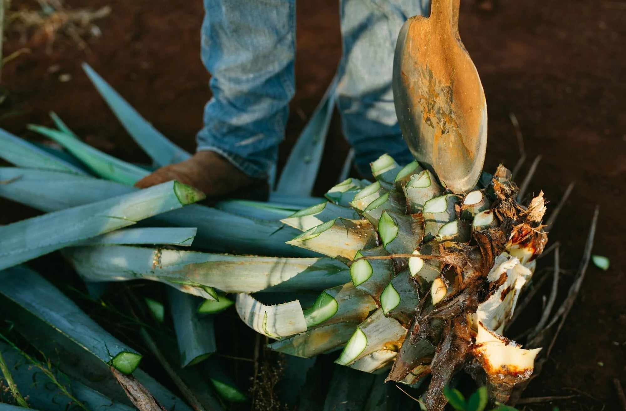 What is the Difference Between Añejo, Blanco, and Reposado Tequila?