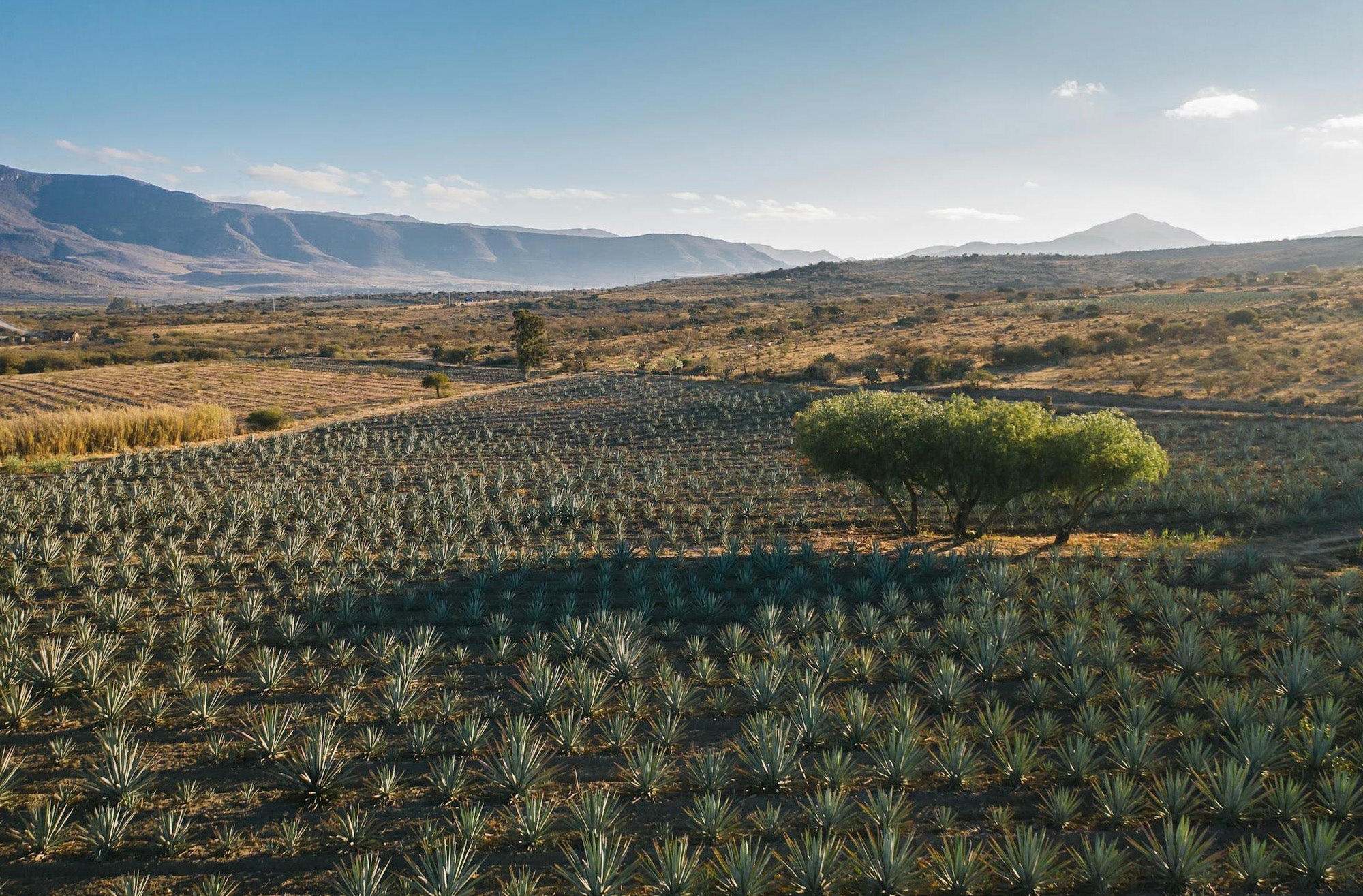 What Does “100% Agave” in Tequila Mean?