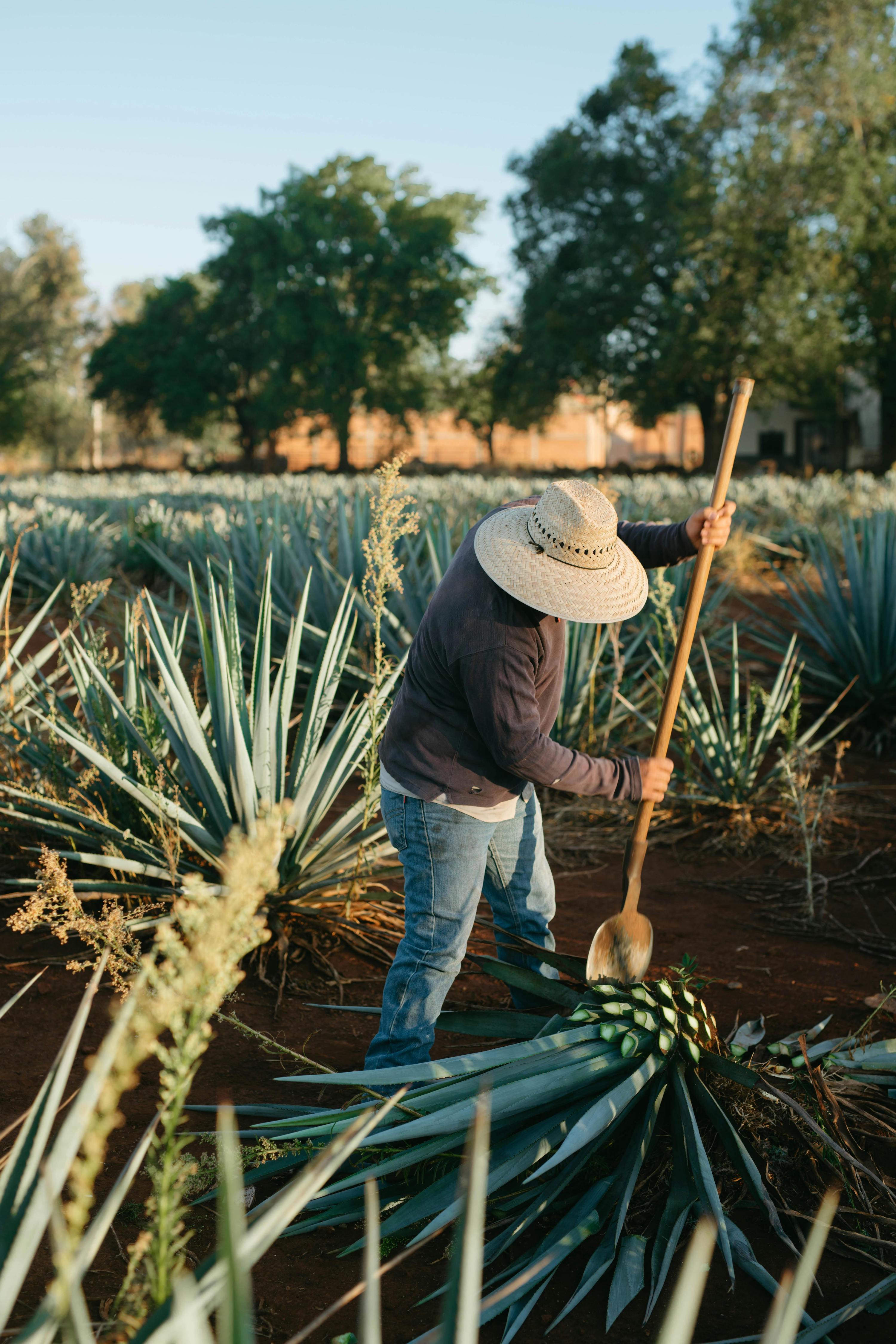 Añejo Tequila