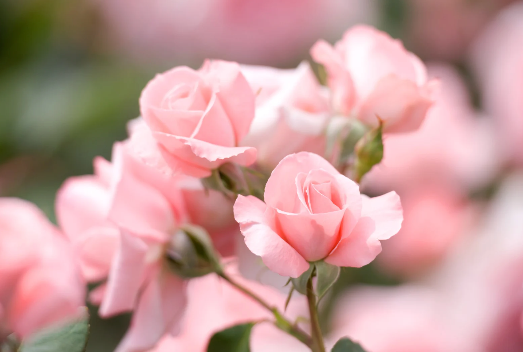 Rose Flavored Items