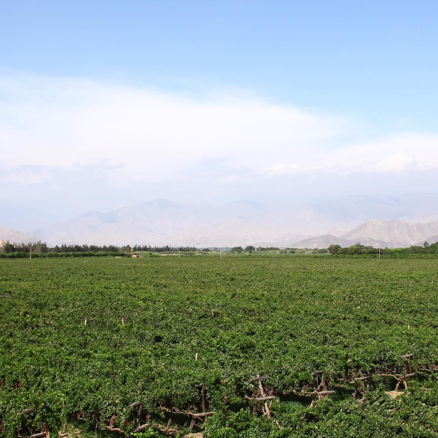 Caravedo Quebranta Pisco