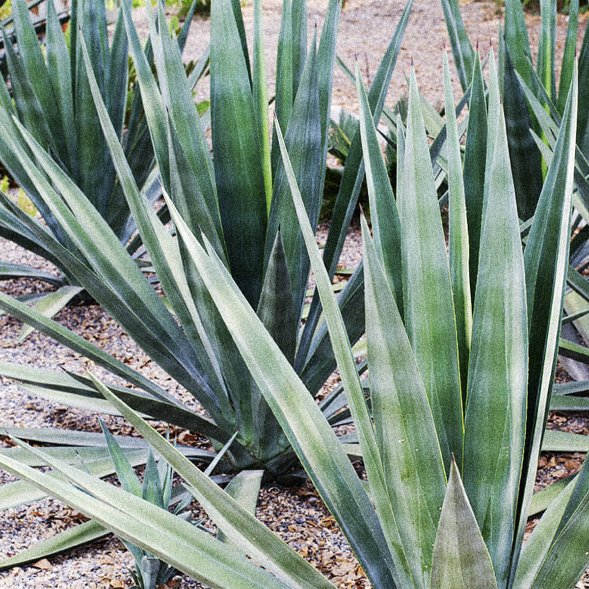 El Buho Mango Espadin Mezcal
