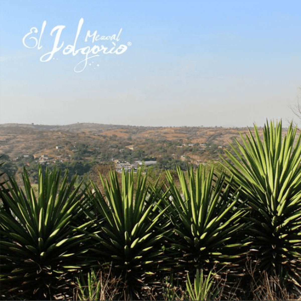Agave plants in a scenic landscape, representing El Jolgorio Barril Mezcal and its rich heritage.