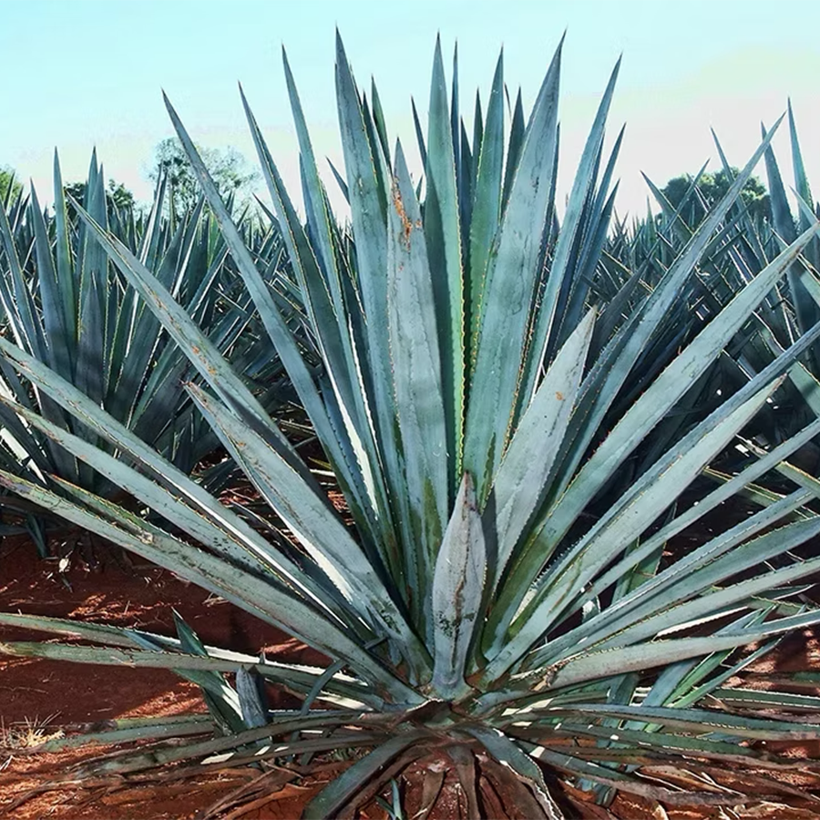 Fidencio Pechuga Joven Mezcal