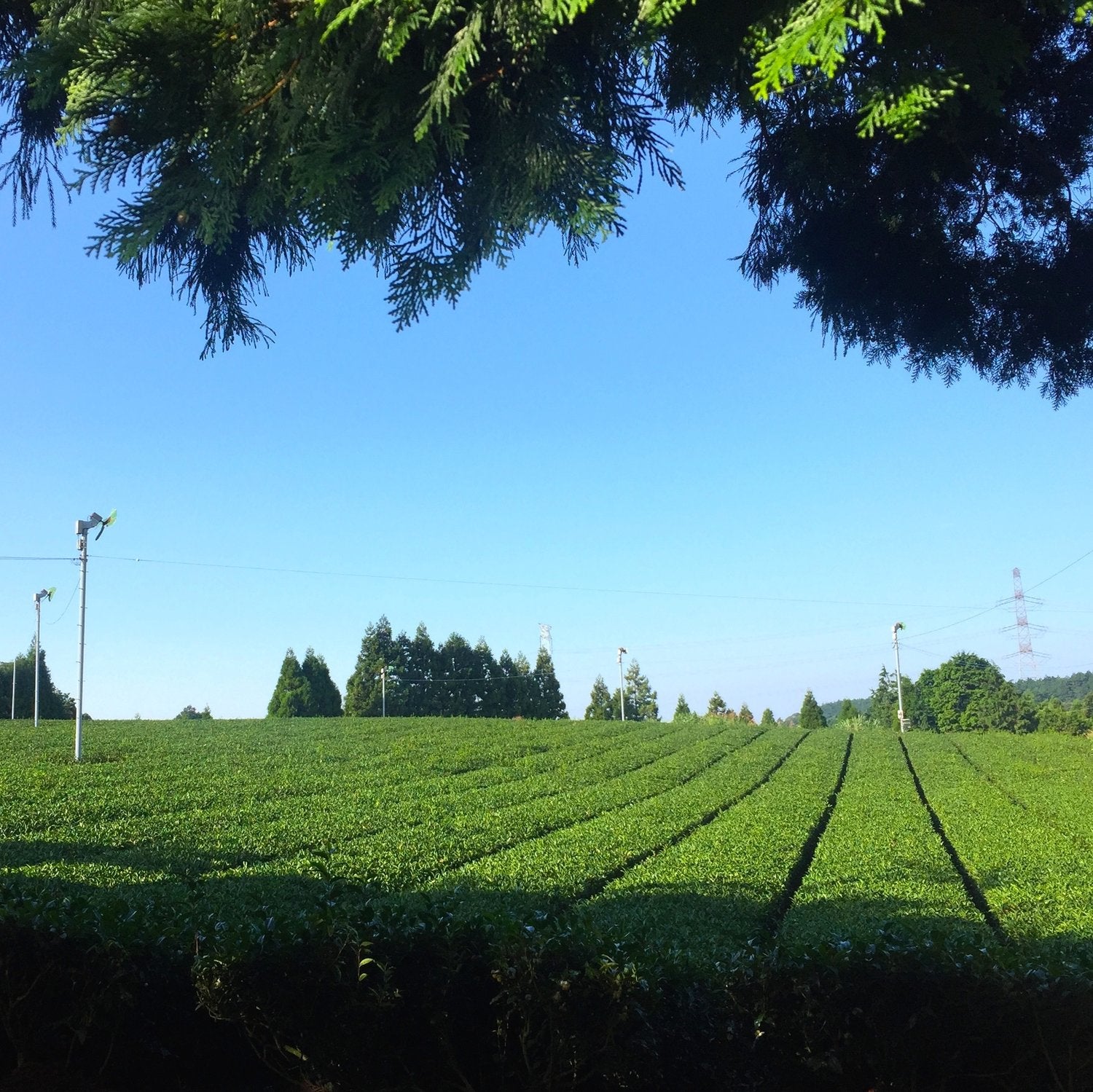 Mizu 'Green Tea' Shochu: 本格焼酎『嬉野やぶきた茶』