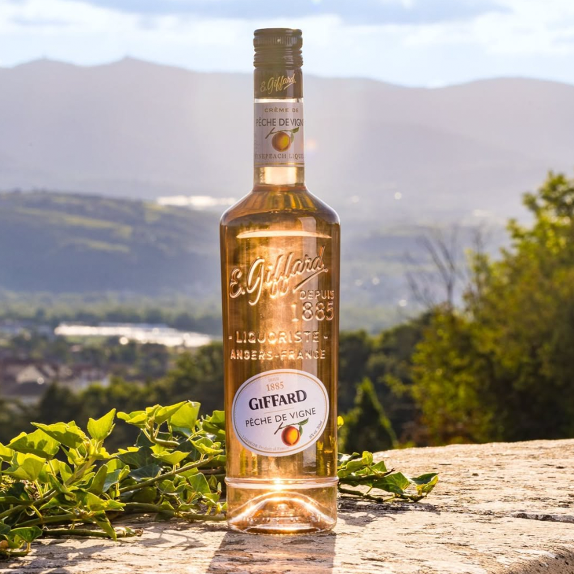 Giffard Creme Peche de Vigne