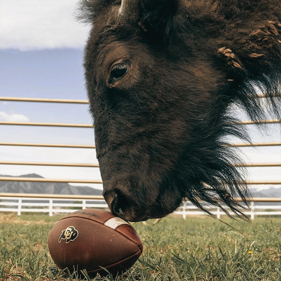 Buffalo mascot interacting with a football on a sunny day, symbolizing the Ralphie Live Mascot Program.