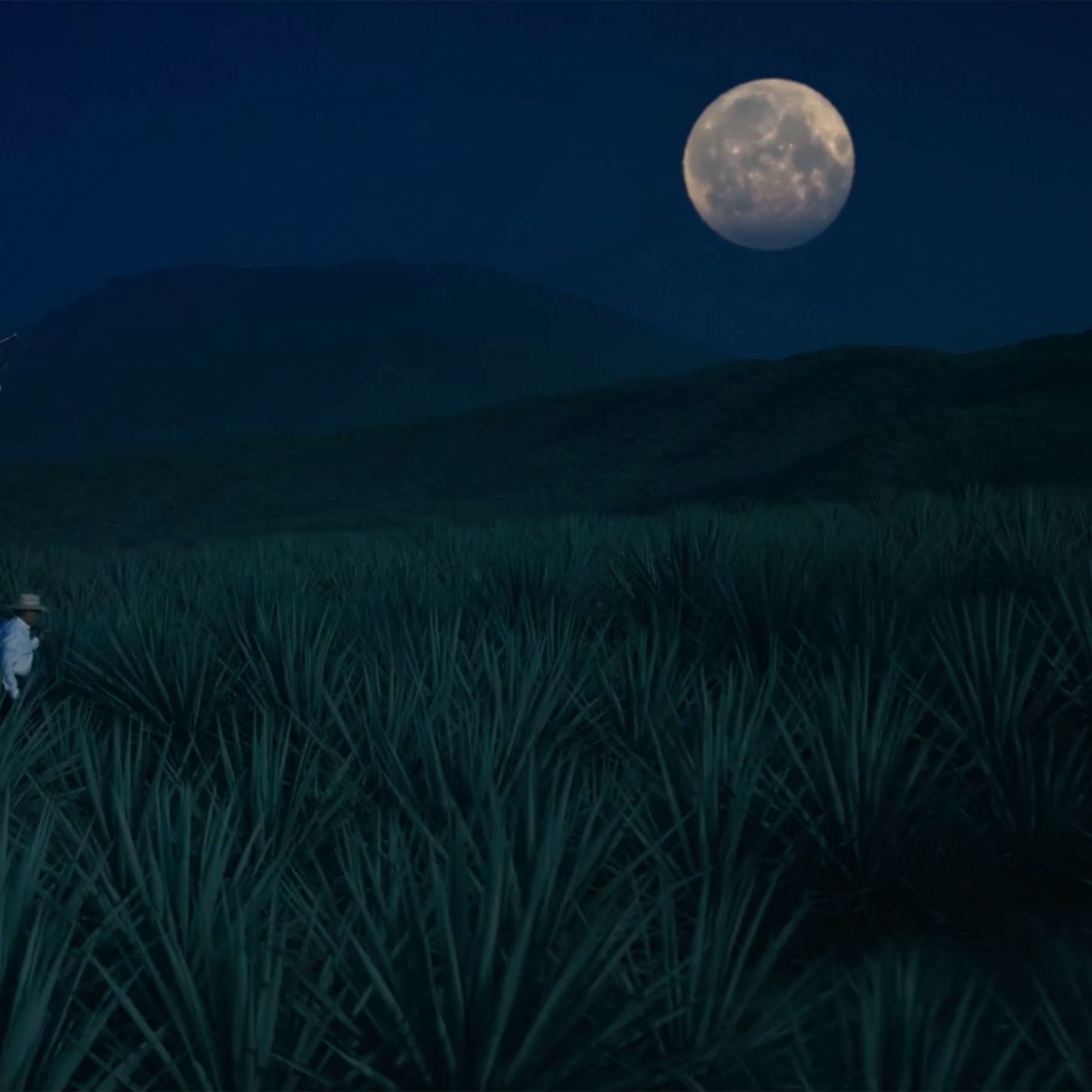 A serene night view of agave fields under a bright full moon, capturing the essence of tequila's origins.