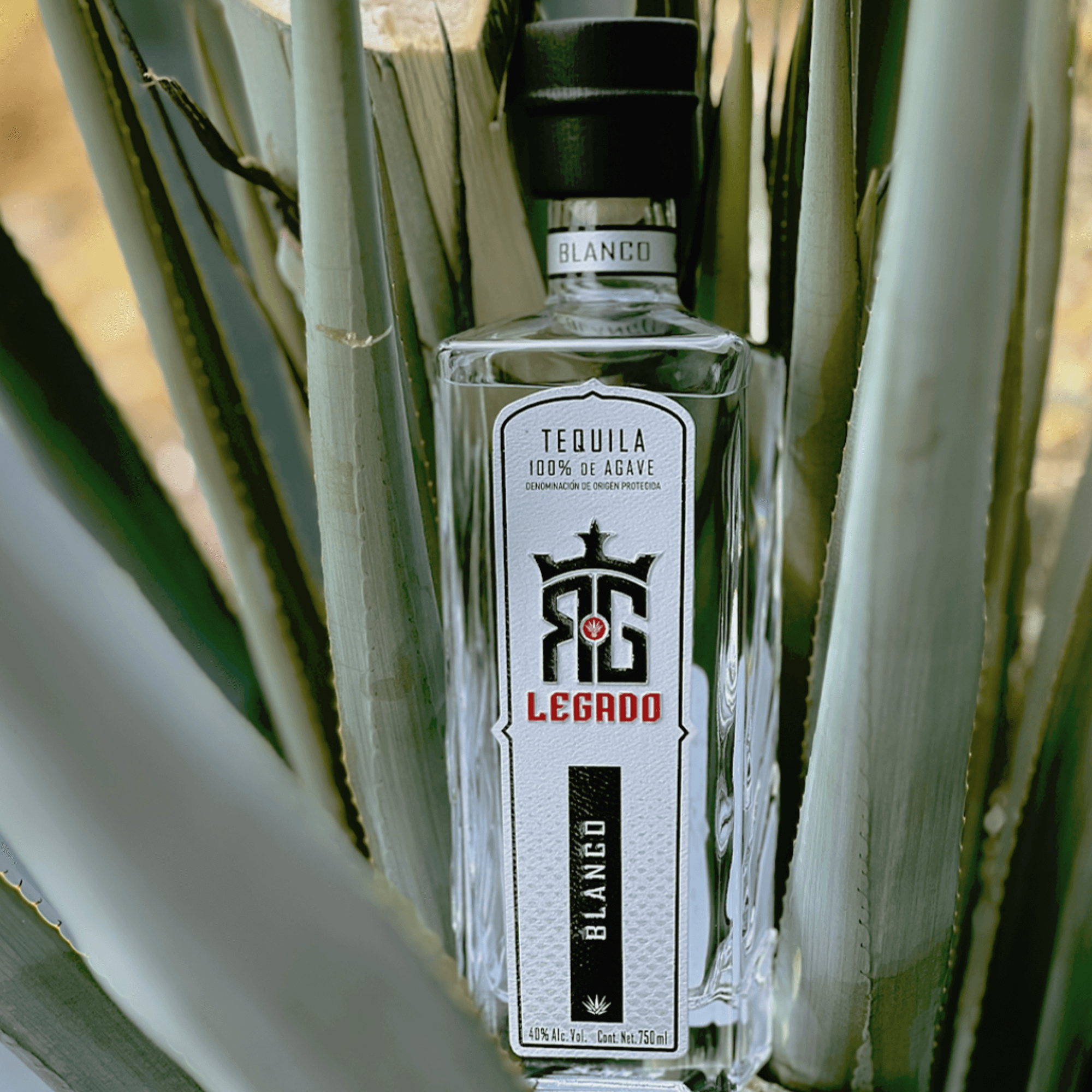 RG Legado Blanco Tequila bottle nestled among agave plants, showcasing its pure 100% Blue Weber Agave essence.
