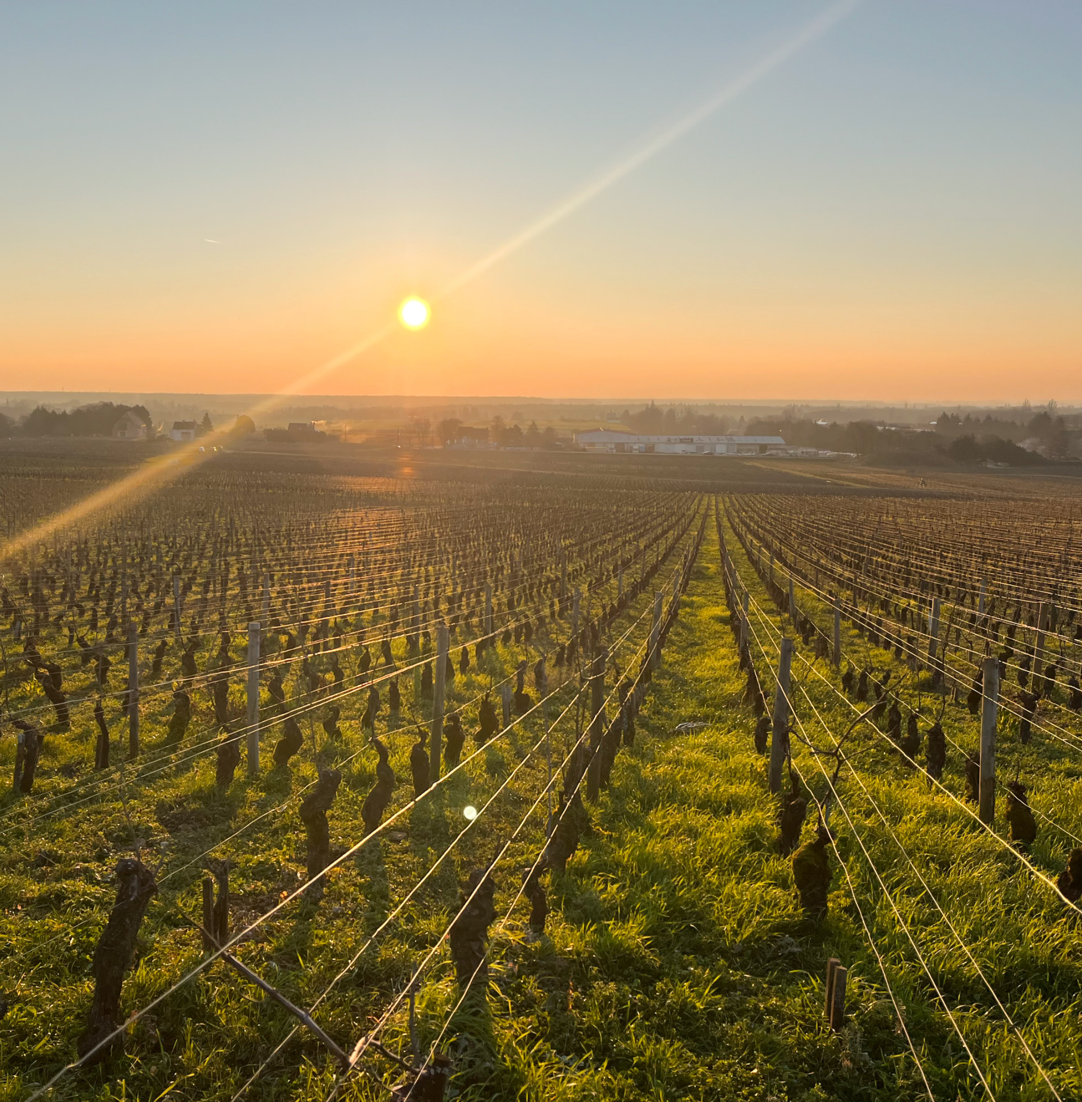 Louis Latour Volnay 2019